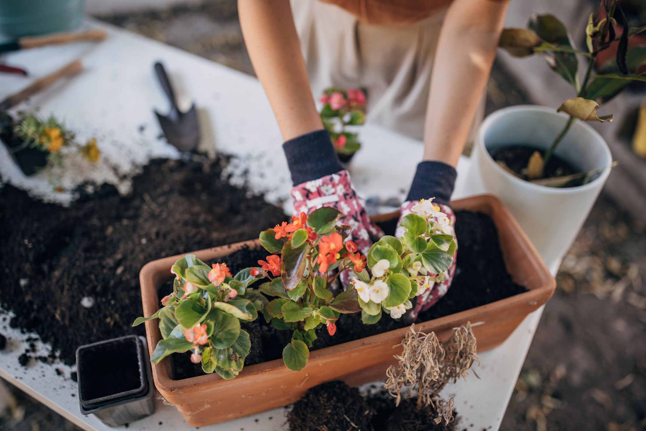 One woman, beautiful young woman replanting and planting house plants.
