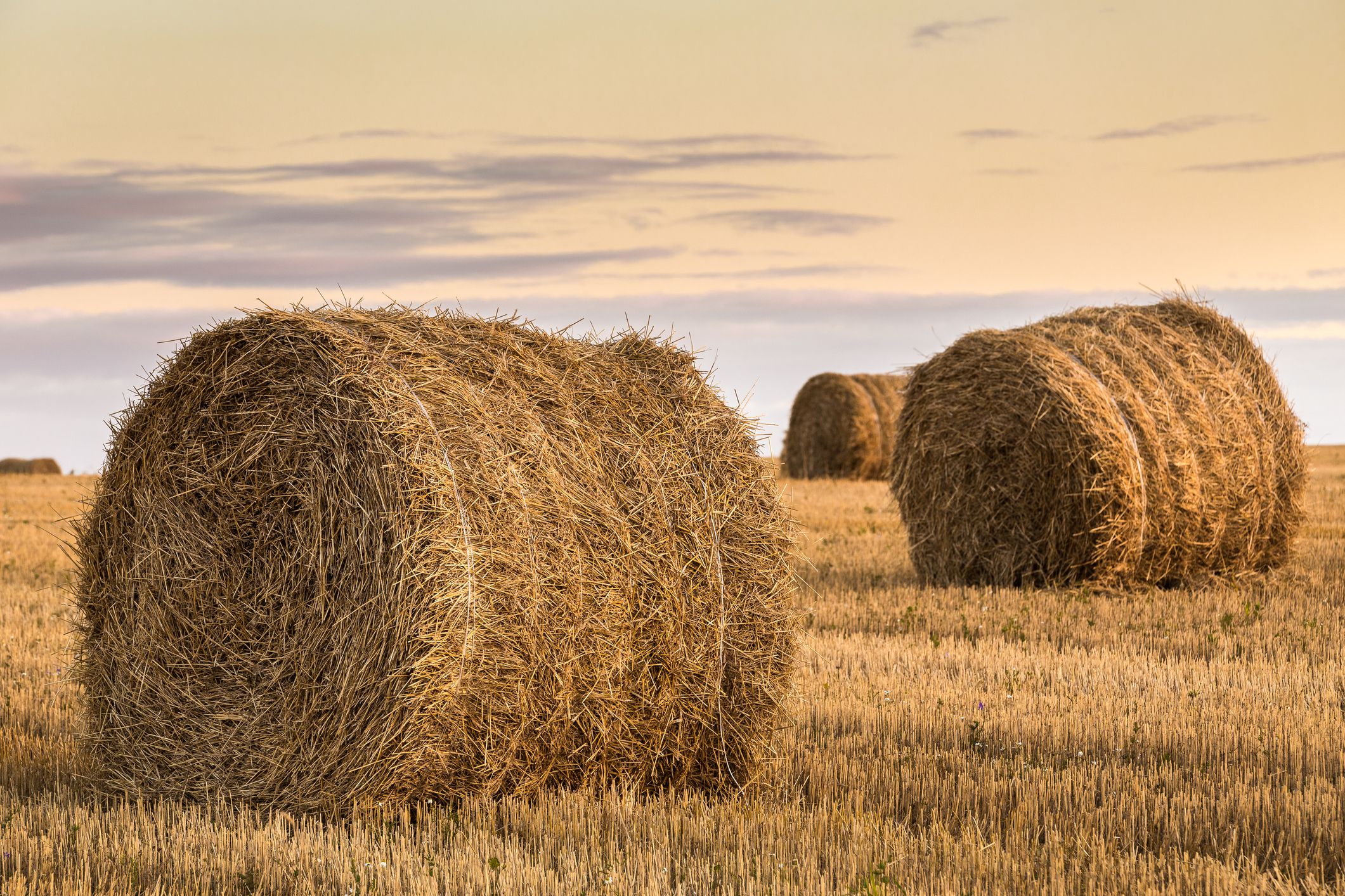 Packed hay bales after harvest on the field. Summer farm scenery with haystack at the sunset