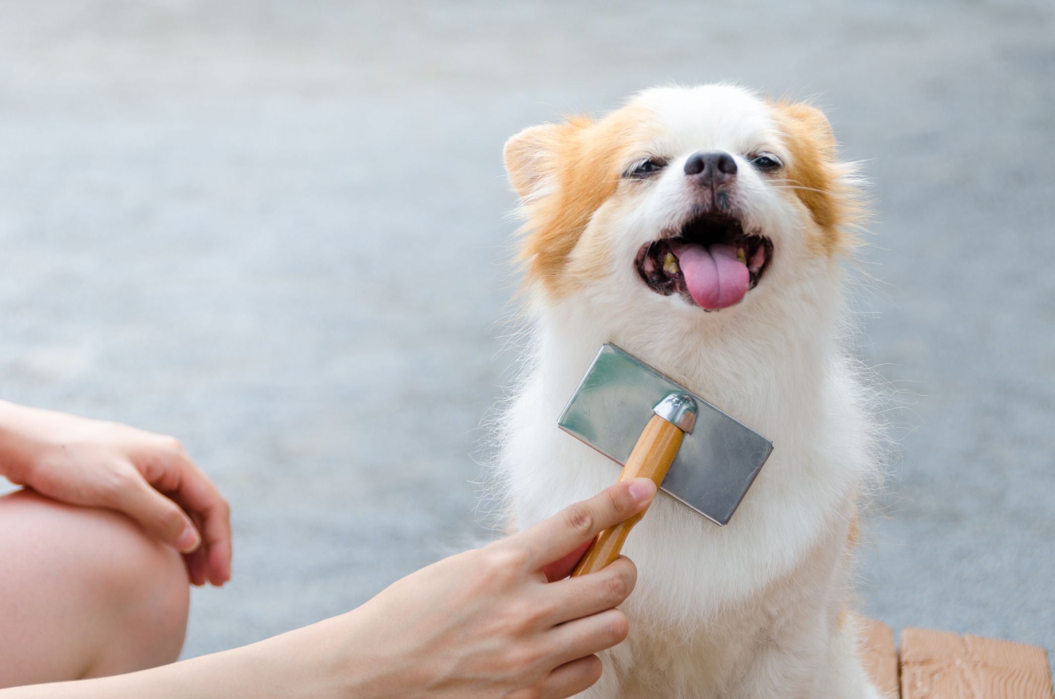 Young woman brushing her dog.