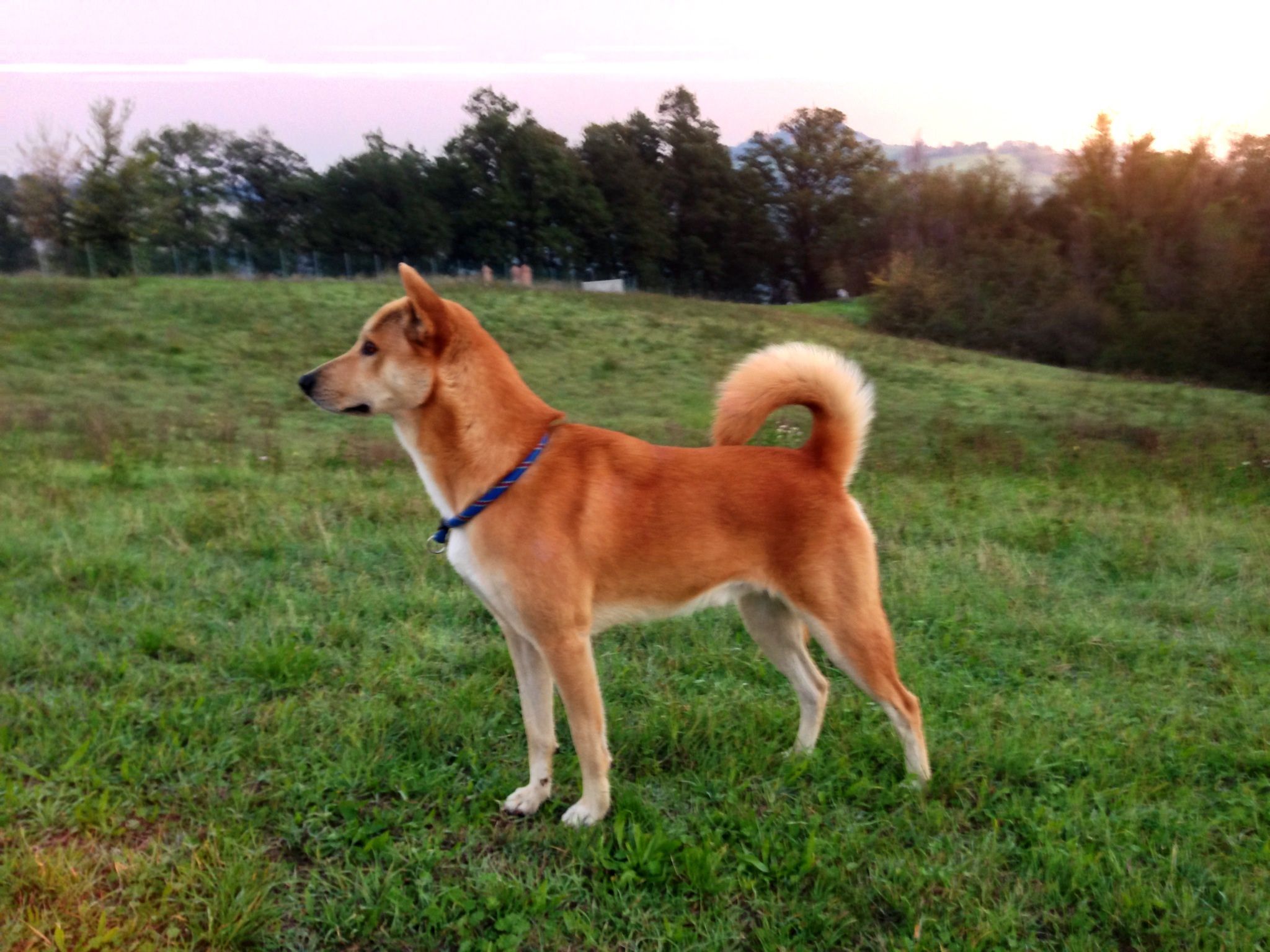 8. You Don't Have to Walk Your Dog
