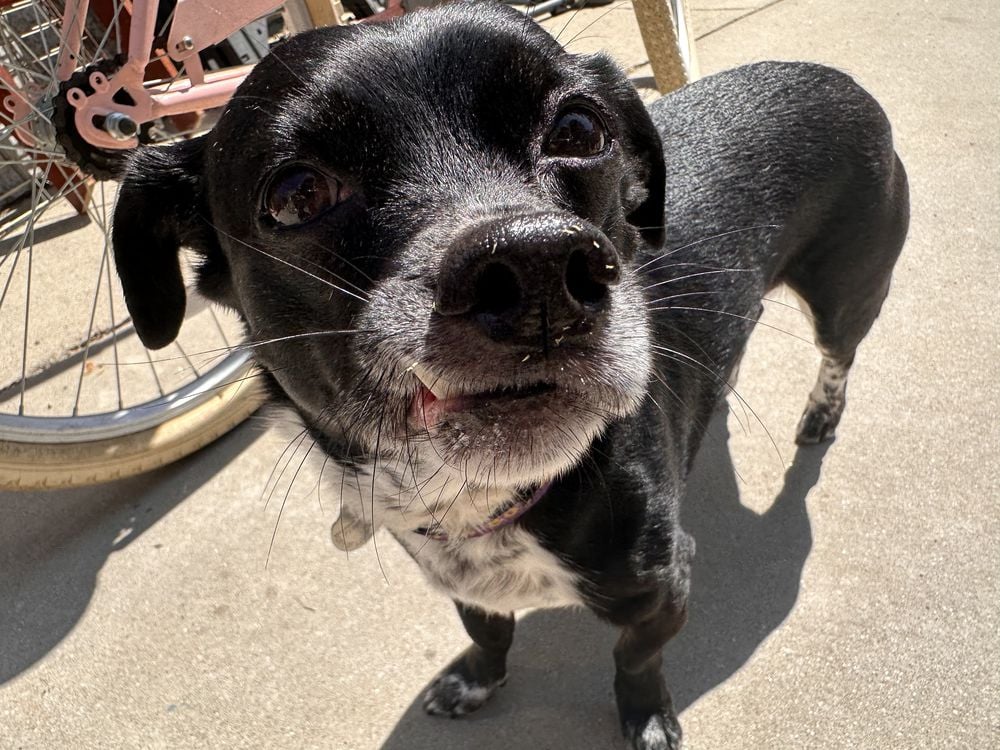A small black dog with white markings on its chest stands on a sunny concrete surface, looking up at the camera with a curious expression. A bicycle wheel is partially visible in the background.
