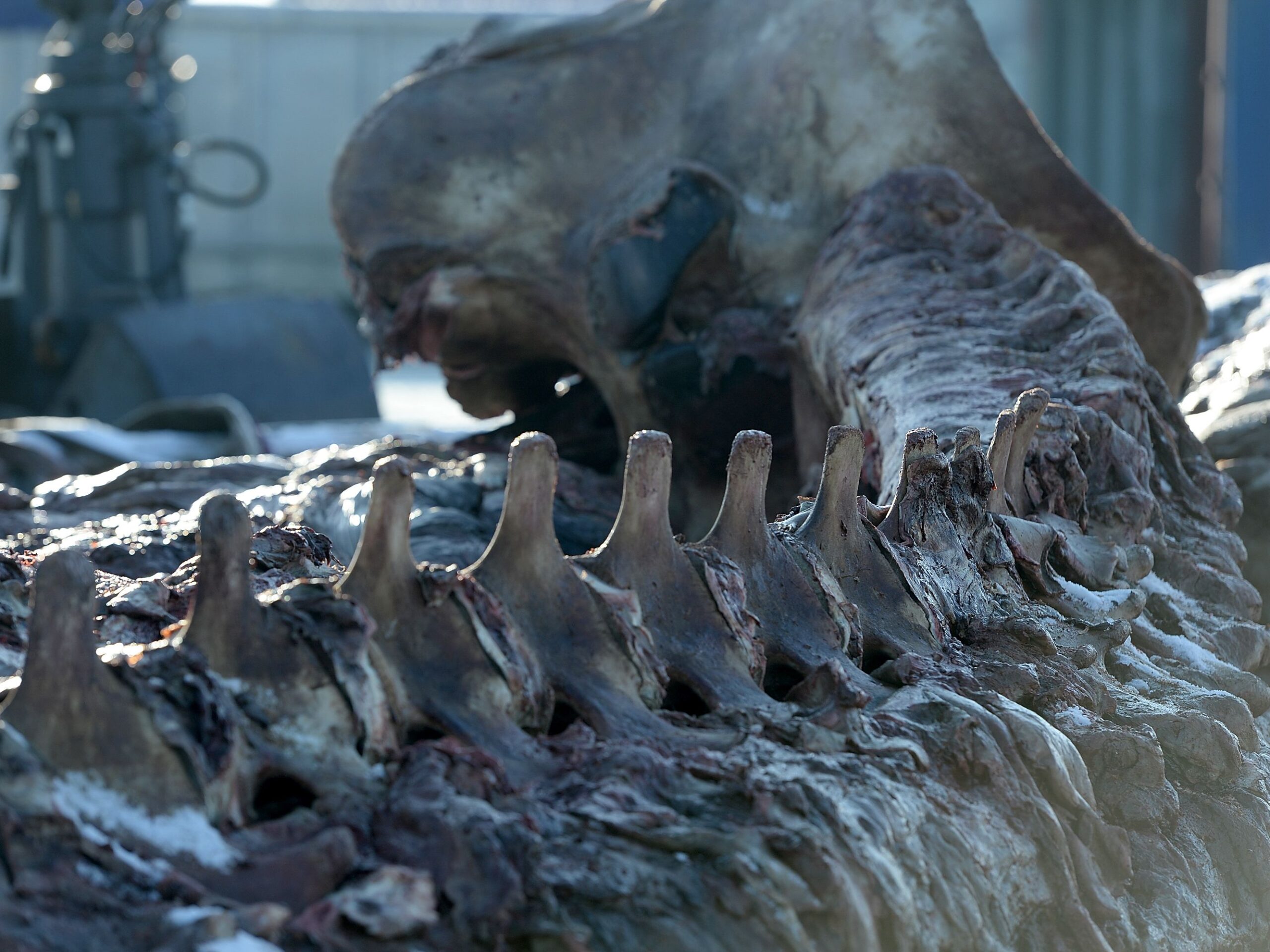 Intact Whale Backbone