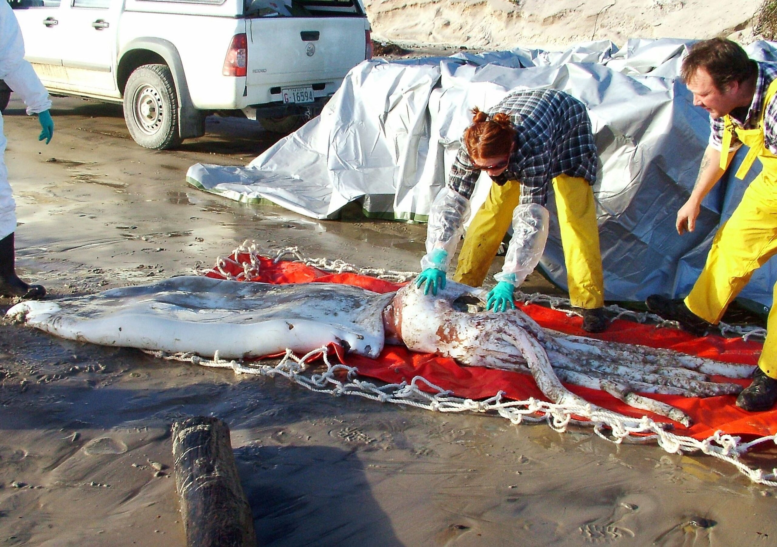 Giant Squid