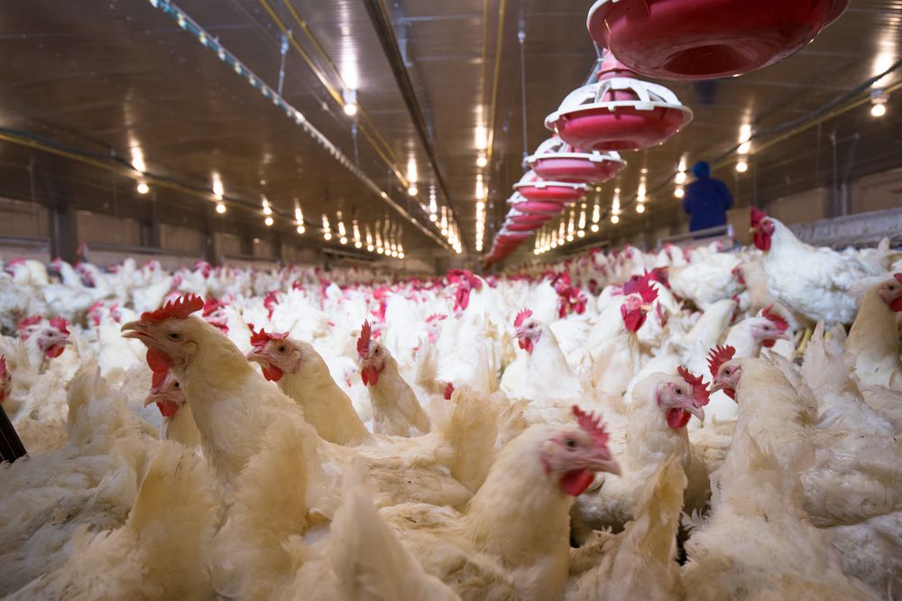 Poultry farm with chicken. Husbandry, housing business for the purpose of farming meat, White chicken Farming feed in indoor housing. Live chicken for meat and egg production inside a storage.