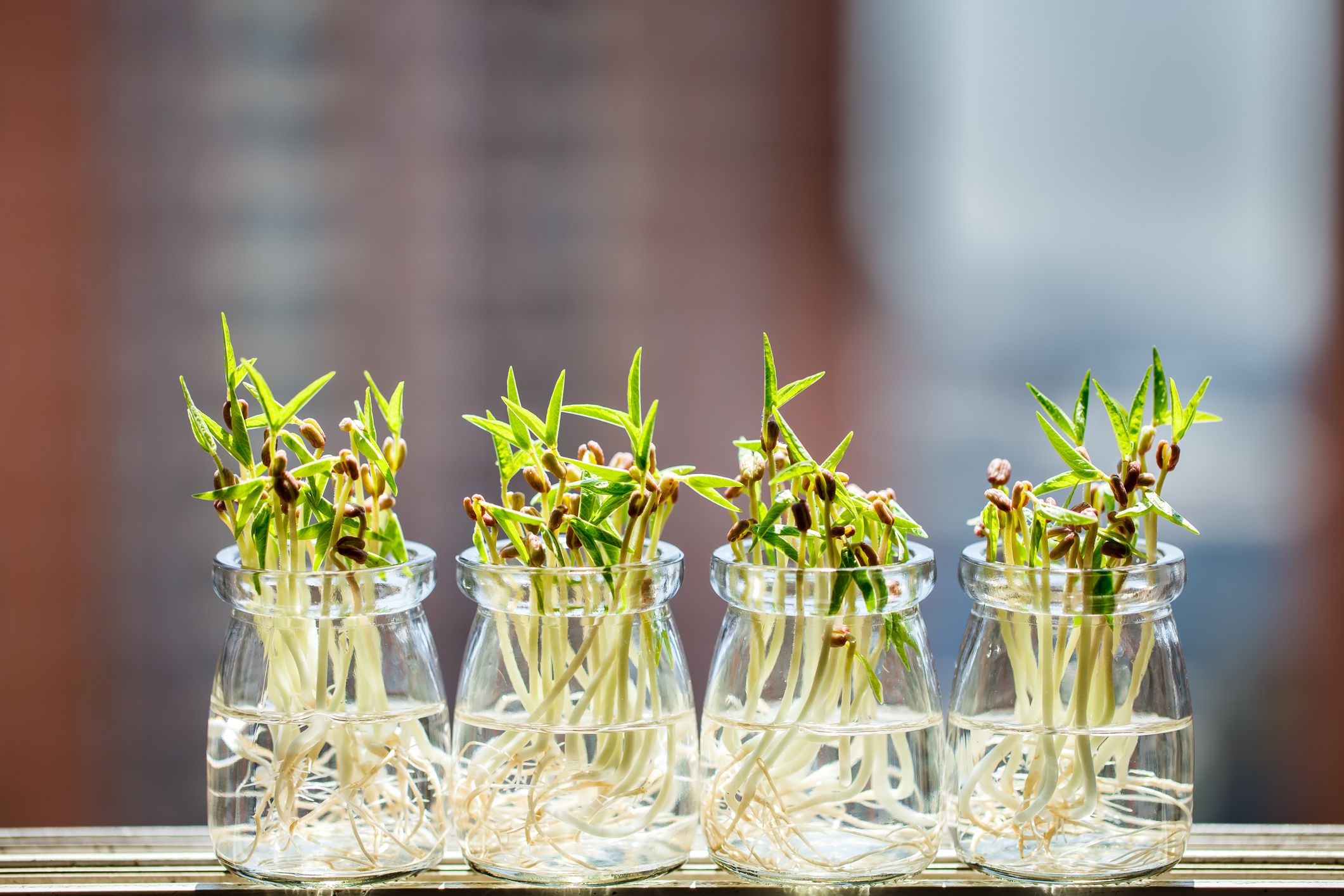 Healthy green mung bean sprouts,Mung beans