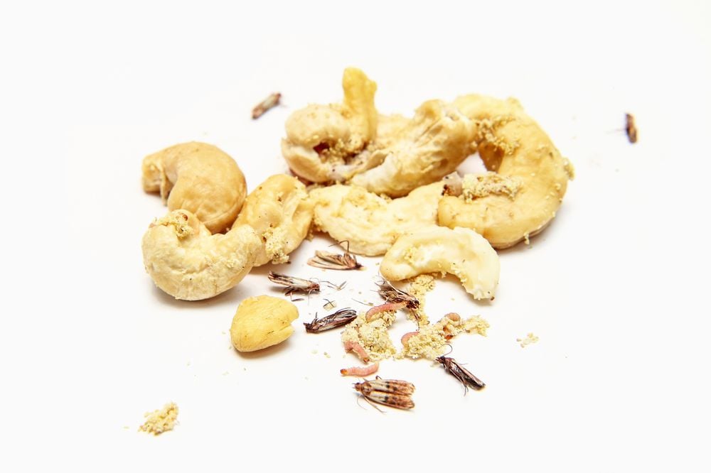 Cashew nuts infested with caterpillars