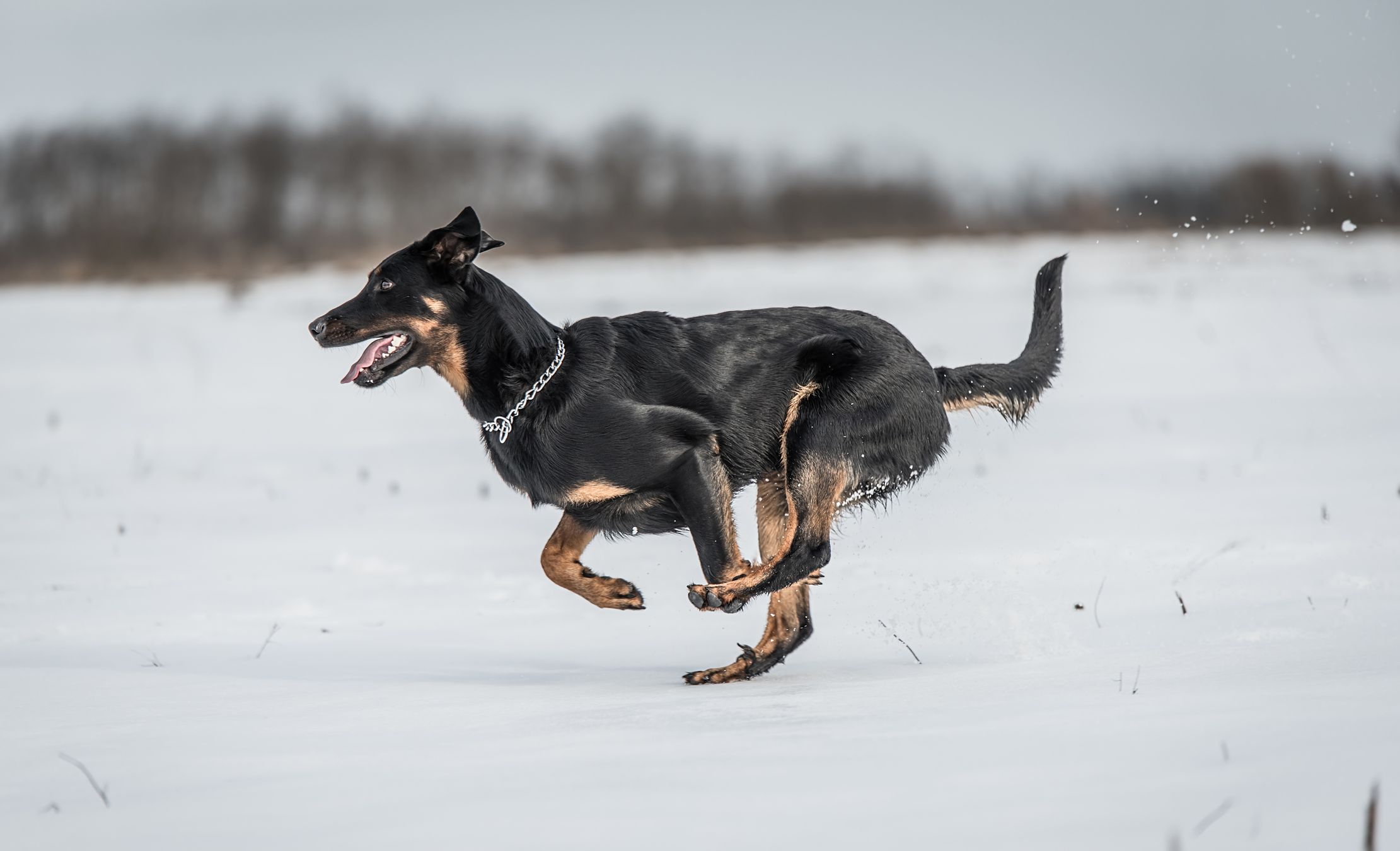 Beautyful Beauceron dog play in the snow a winters day