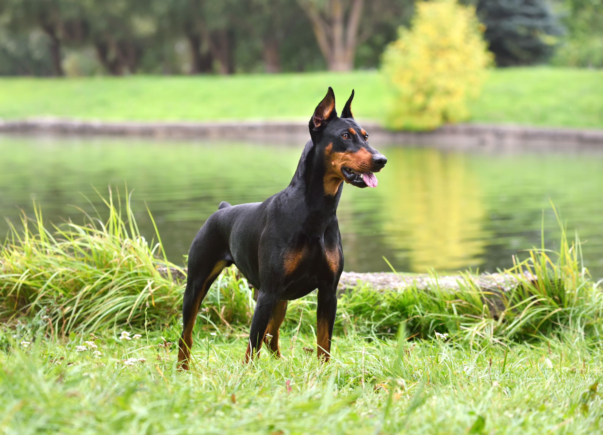 Tan-and-black German Pinscher standing on a river bank background