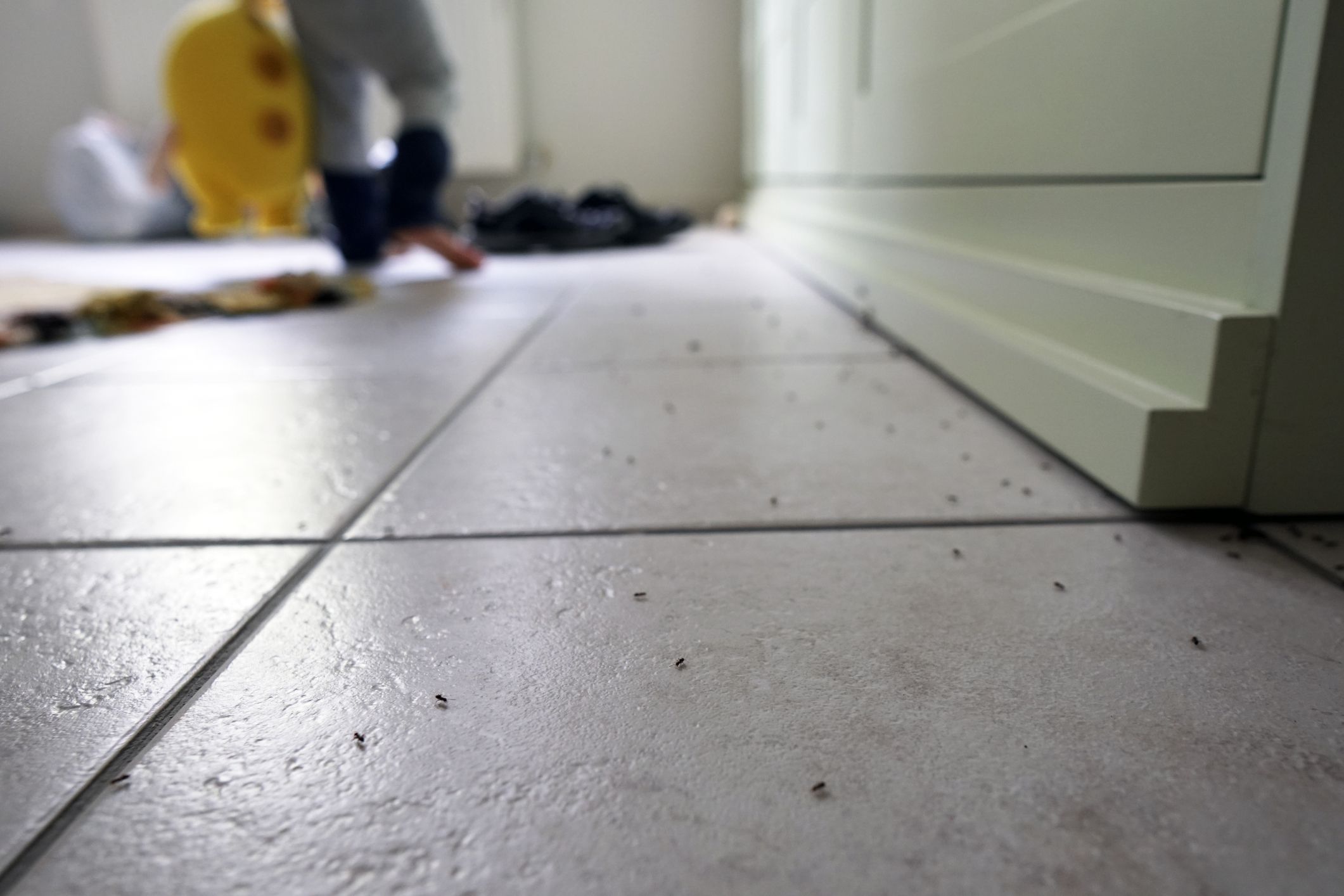 unwanted insects on white ceramic floor with a colorful carpet and a child holding his toy on background