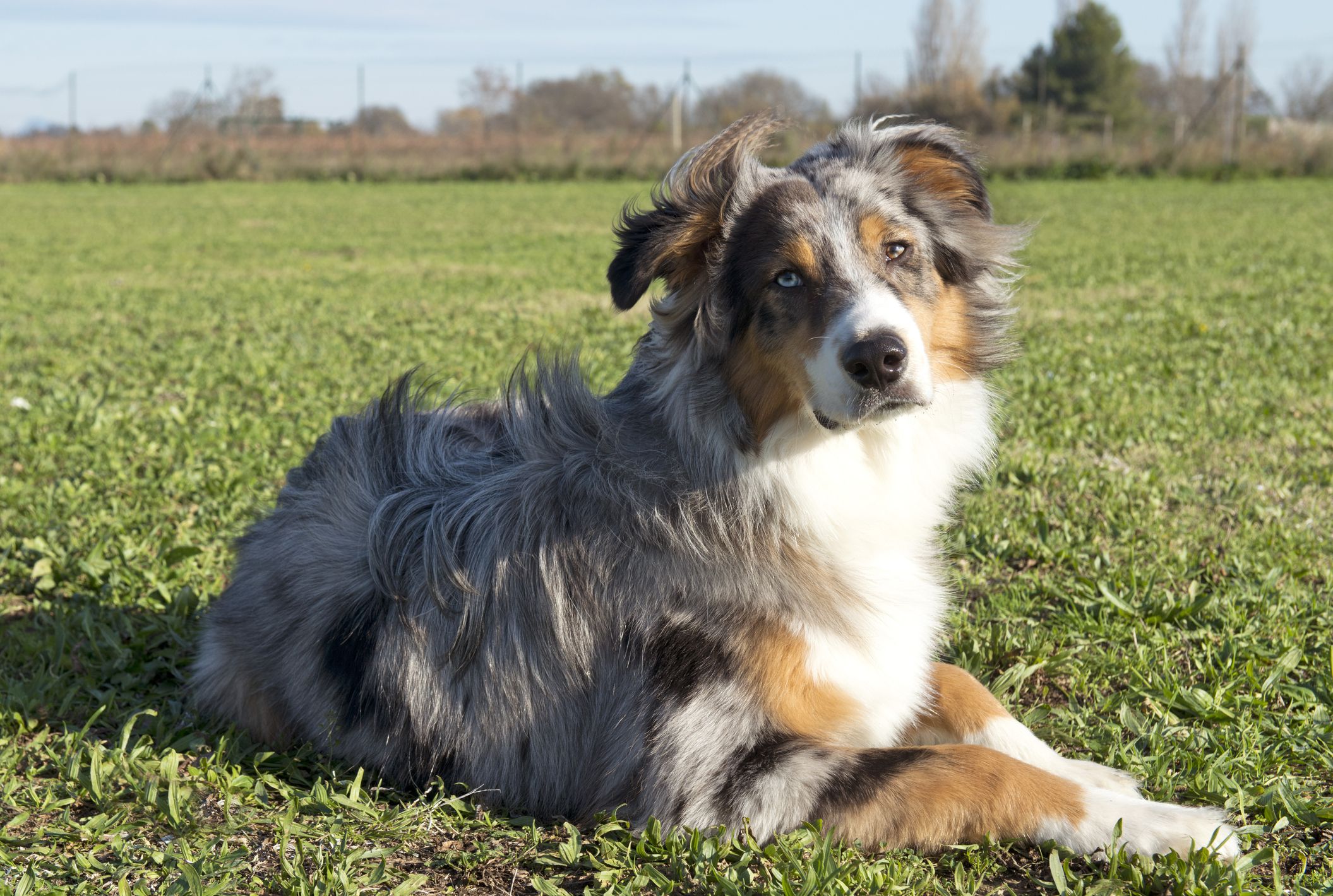 portrait of purebred australian shepherd in a field
