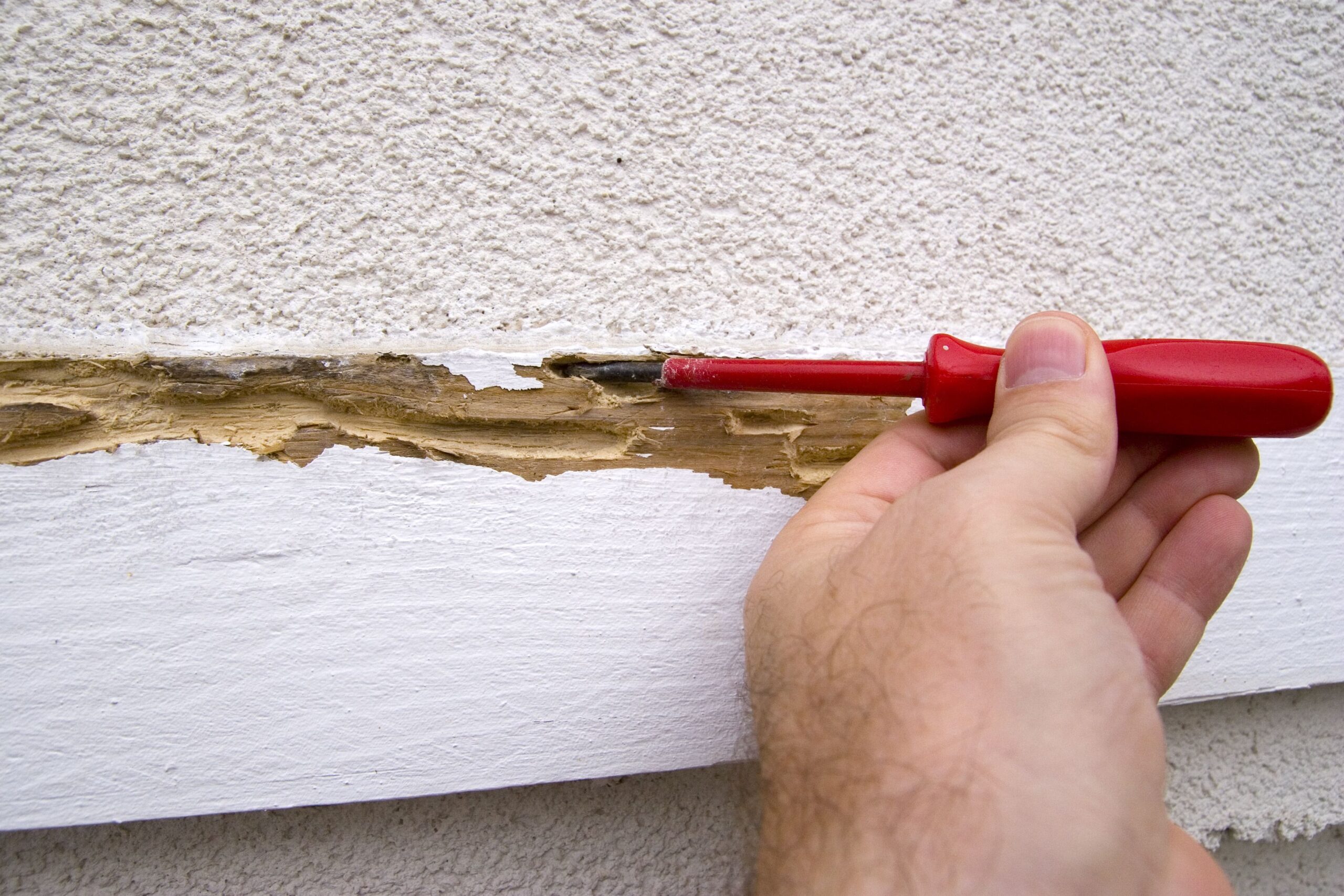 Termite Damage