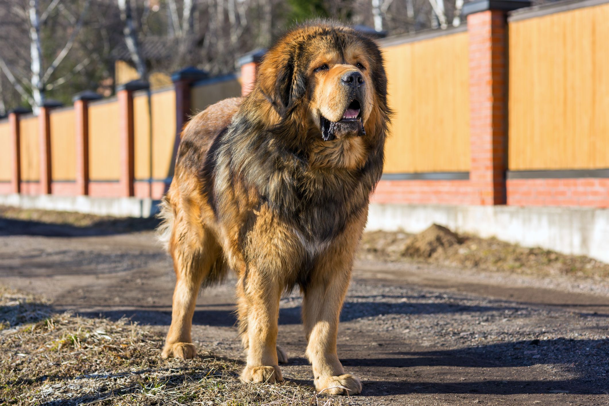 Tibetan Mastiff stands on a dirt road on a sunny day