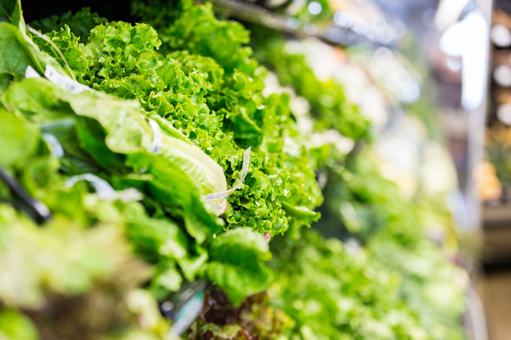 Rows of leafy green lettuce, curly kale, romaine lettuce, and other varieties of lettuce and vegetables are displyed in cold case in grocery store produce section. Fresh green vegetables are available for sale to customers shopping for healthy food.