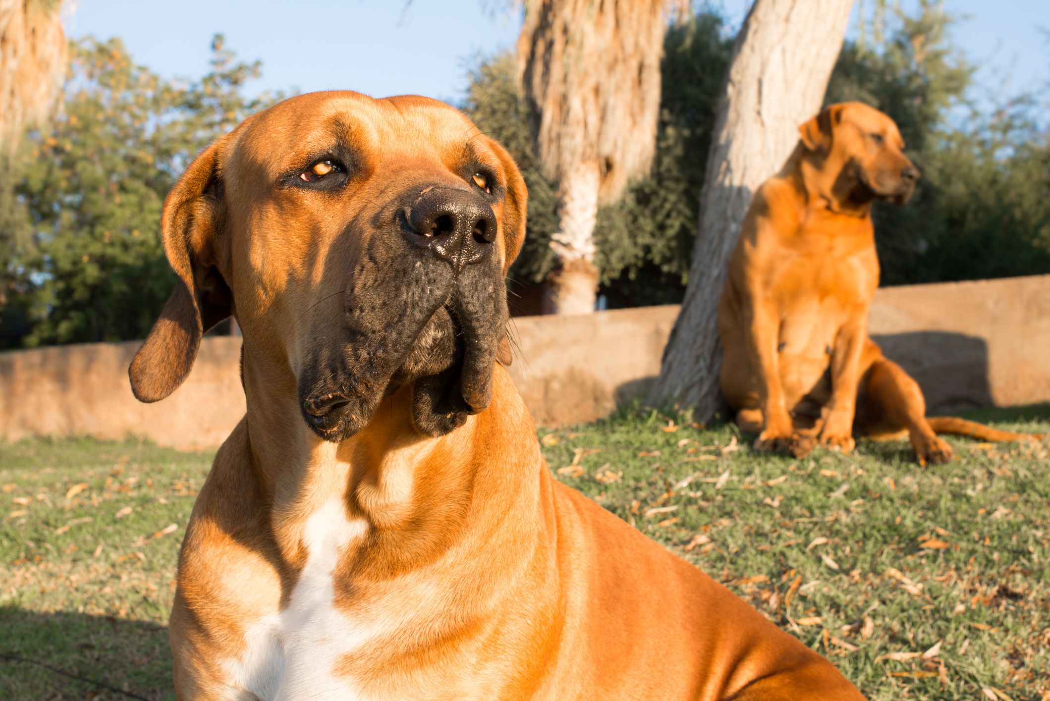 Portrait of a young male Boerboel dog sitting on the lawn on an early summer morning.