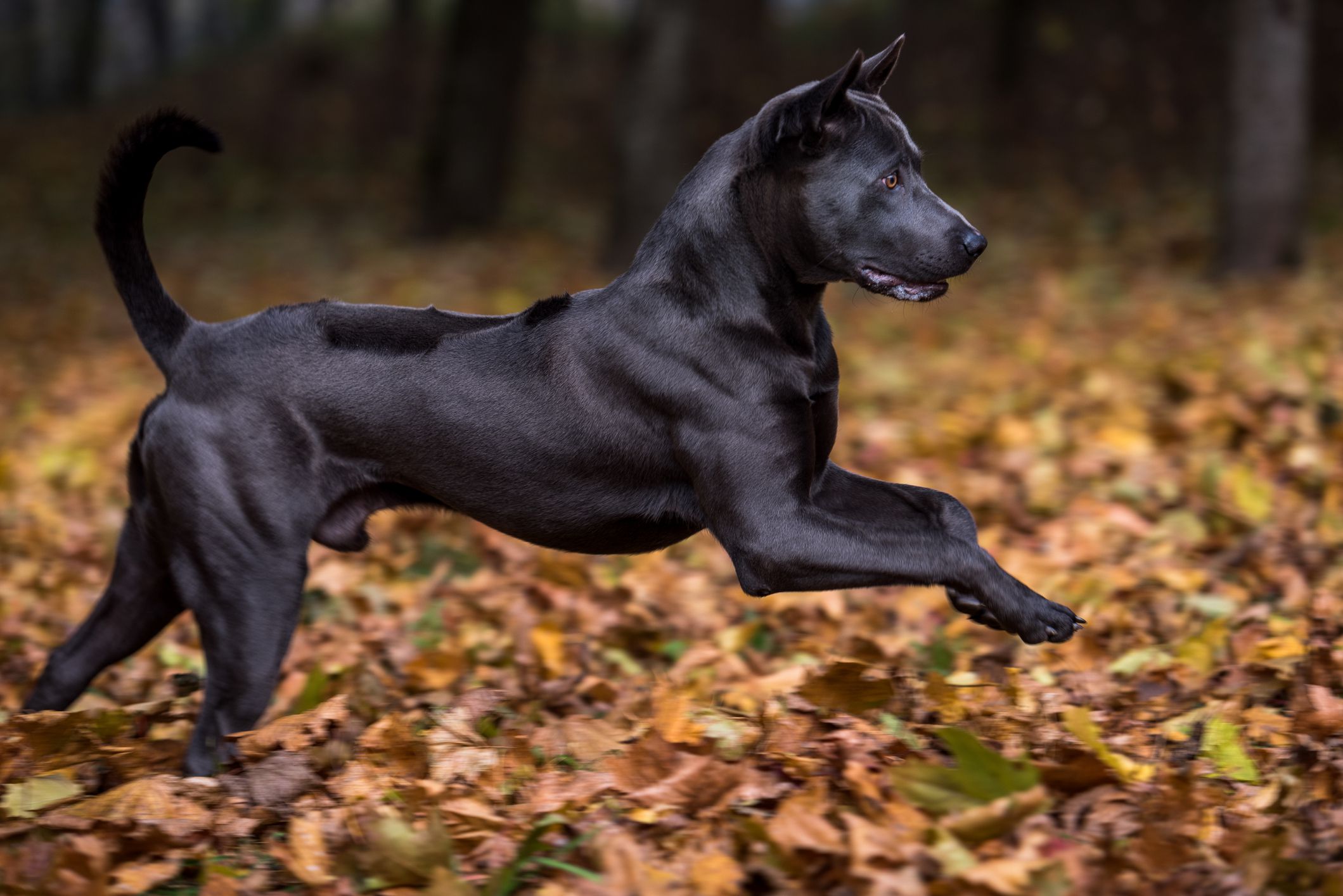 Thai Ridgeback Dog in Autumn Background.