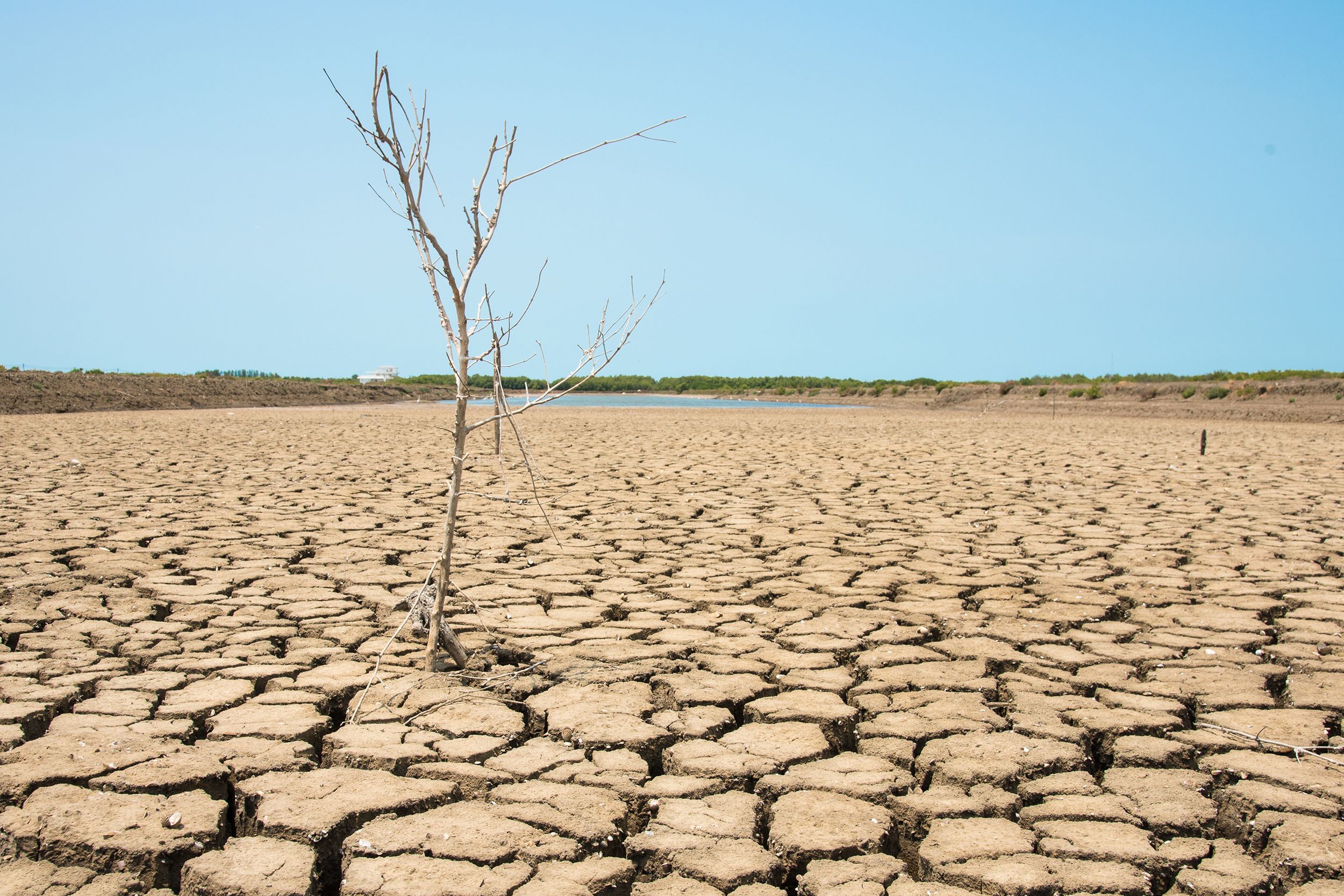 cracked earth and dead trees of the Salton Sea