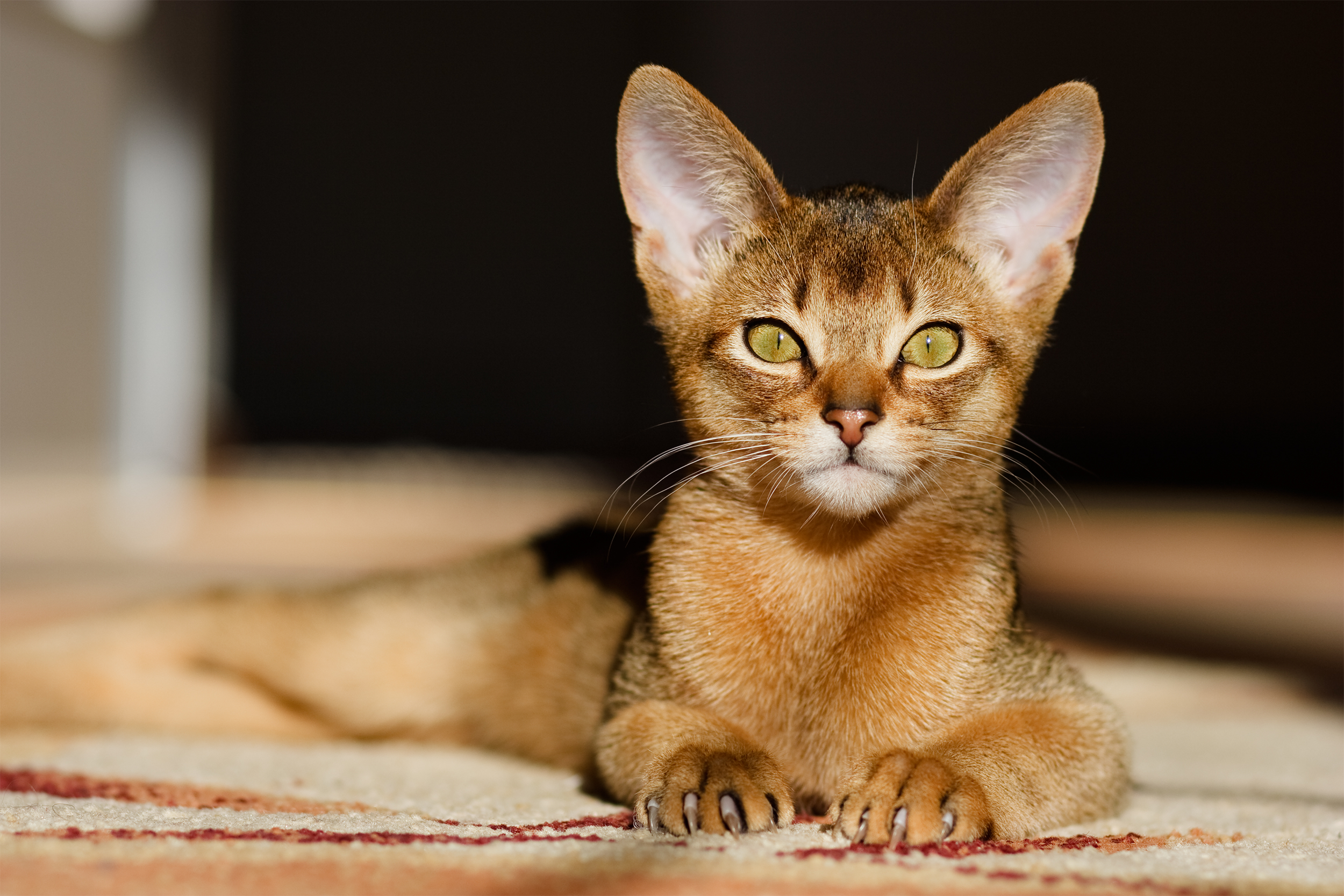 Abyssinian Cat laying on rug selective focus, on the floor, sunlight hitting face looking into camera, selective focus, blurred background of room