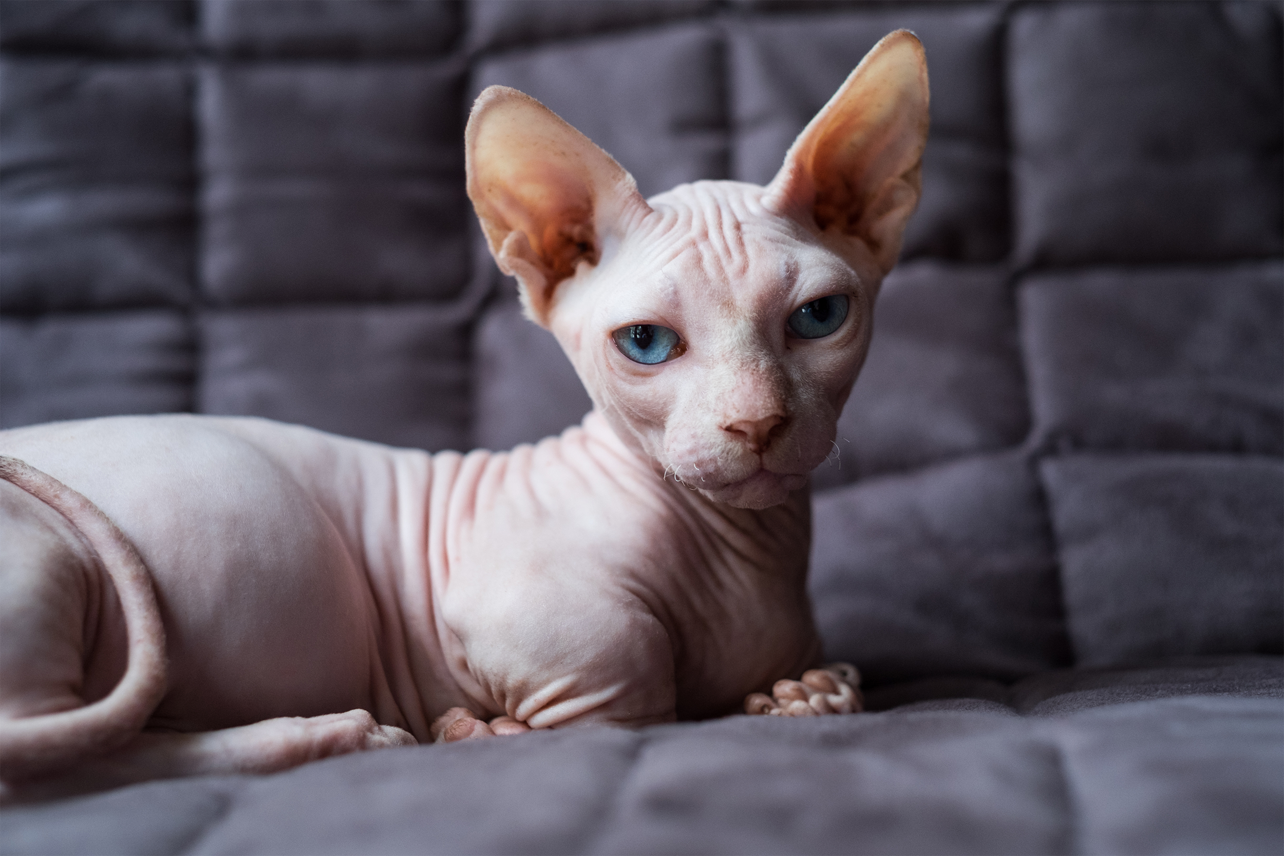 Bambino Cat laying towards the right, looking into the camera, on a dark grey couch with square pattern, blurred