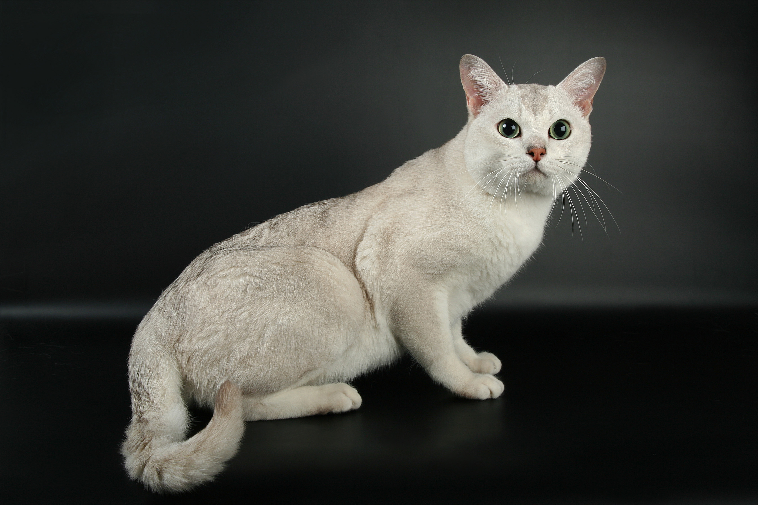 Burmilla Cat kneed looking towards upper center, on a black background
