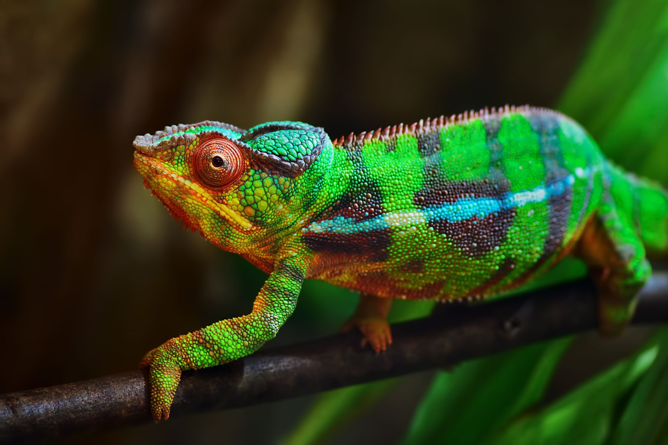Closeup of colorful panther chameleon walking along a branch on a tree, sideview of body while looking into camera, with a blurred background of leaves and nature