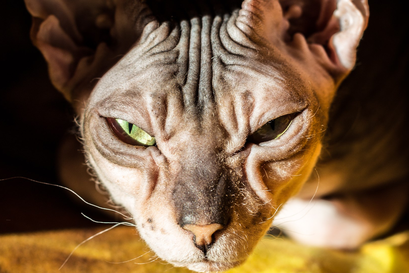 Closeup of Donskoy Cat face, sunlight, blurred background
