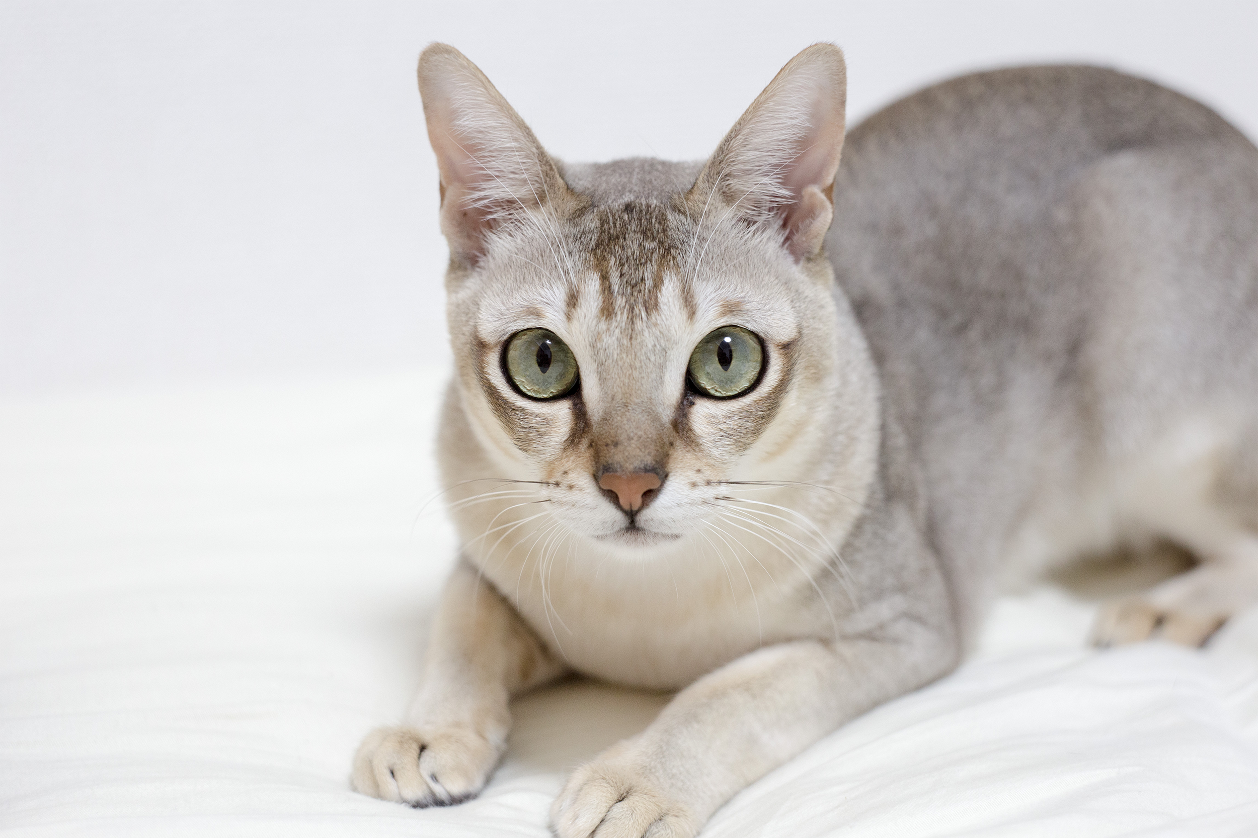 Closeup of Singapura Cat laying looking into camera, selective focus, on a white blanket with a white background