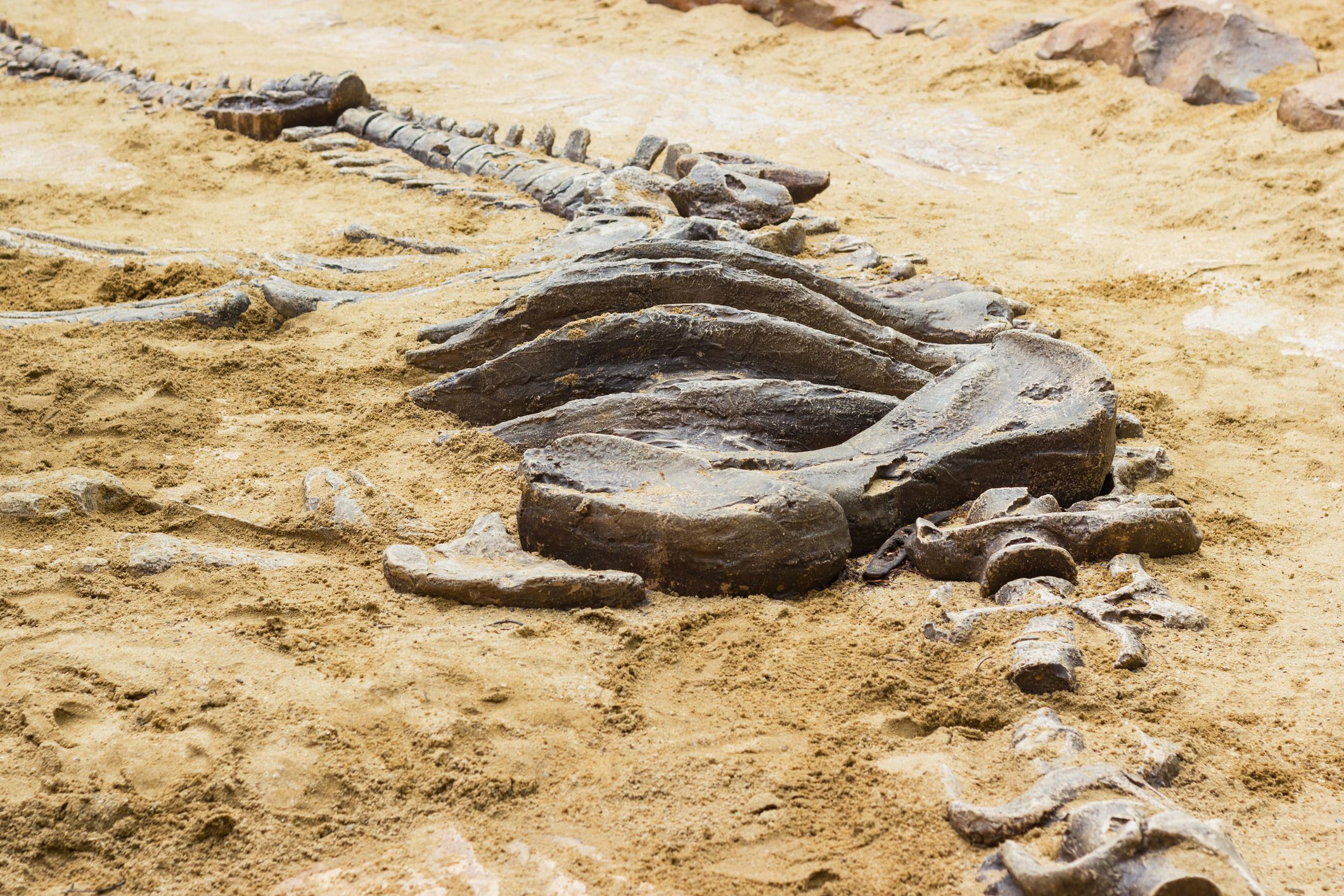 Dinosaur fossil simulator excavation in sand for education, rib cage, tail, and long neck bones