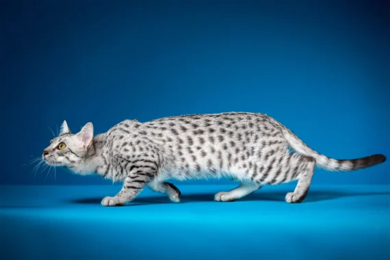 A silver-spotted cat with green eyes and a sleek body crouches on a bright blue surface against a blue background, appearing to stalk something.