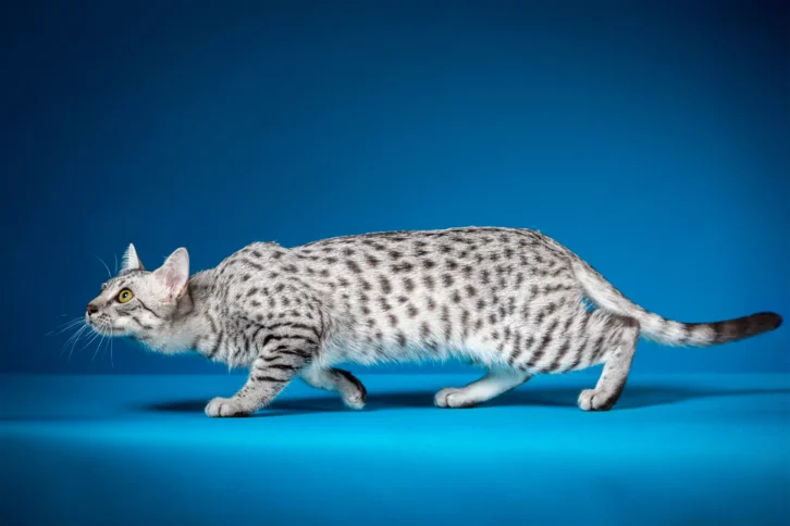 A silver-spotted cat with green eyes and a sleek body crouches on a bright blue surface against a blue background, appearing to stalk something.