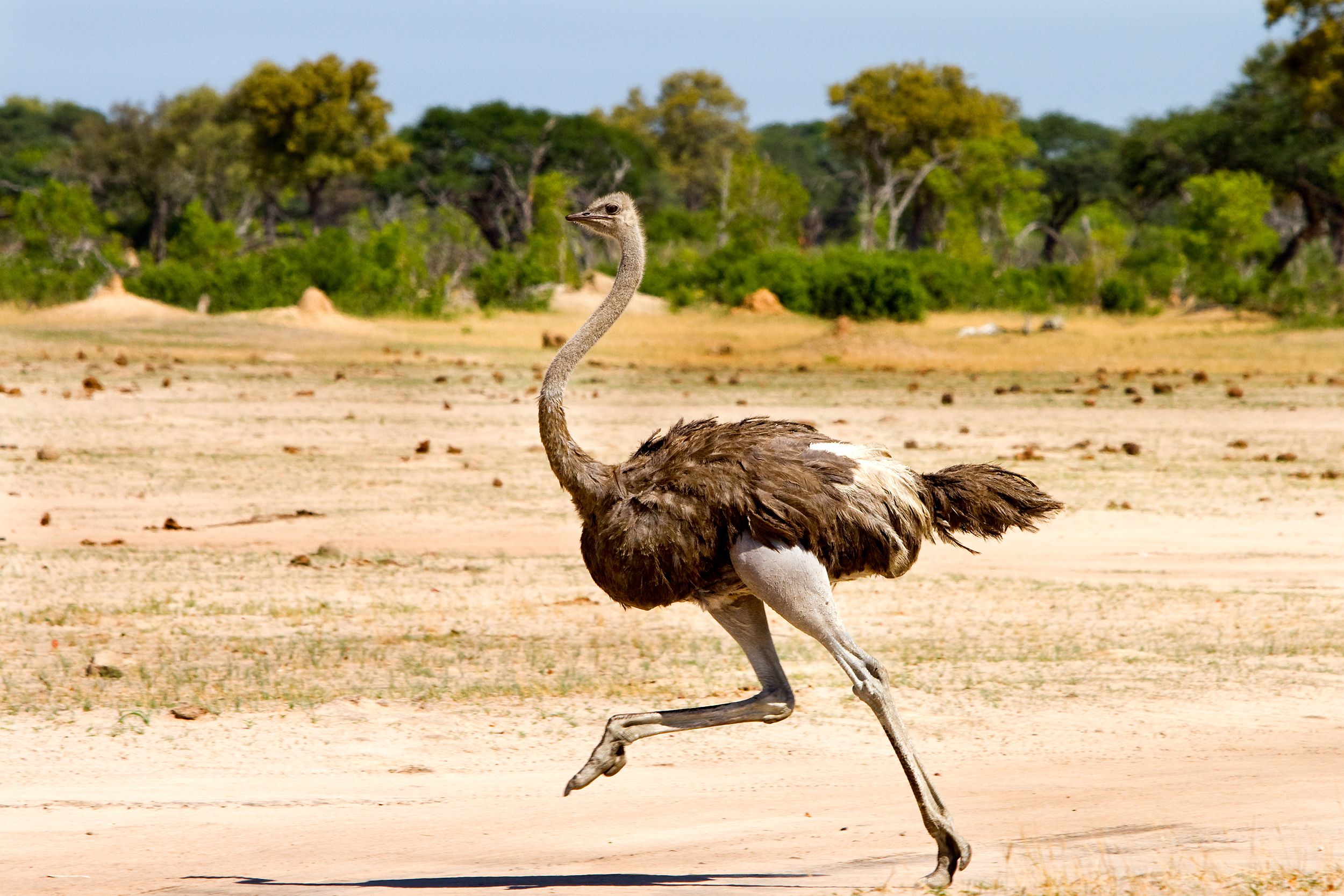Female ostrich running across the plains of Hwange National Park, Zimbabwe, with bushveld in the background, running towards the left, during daytime