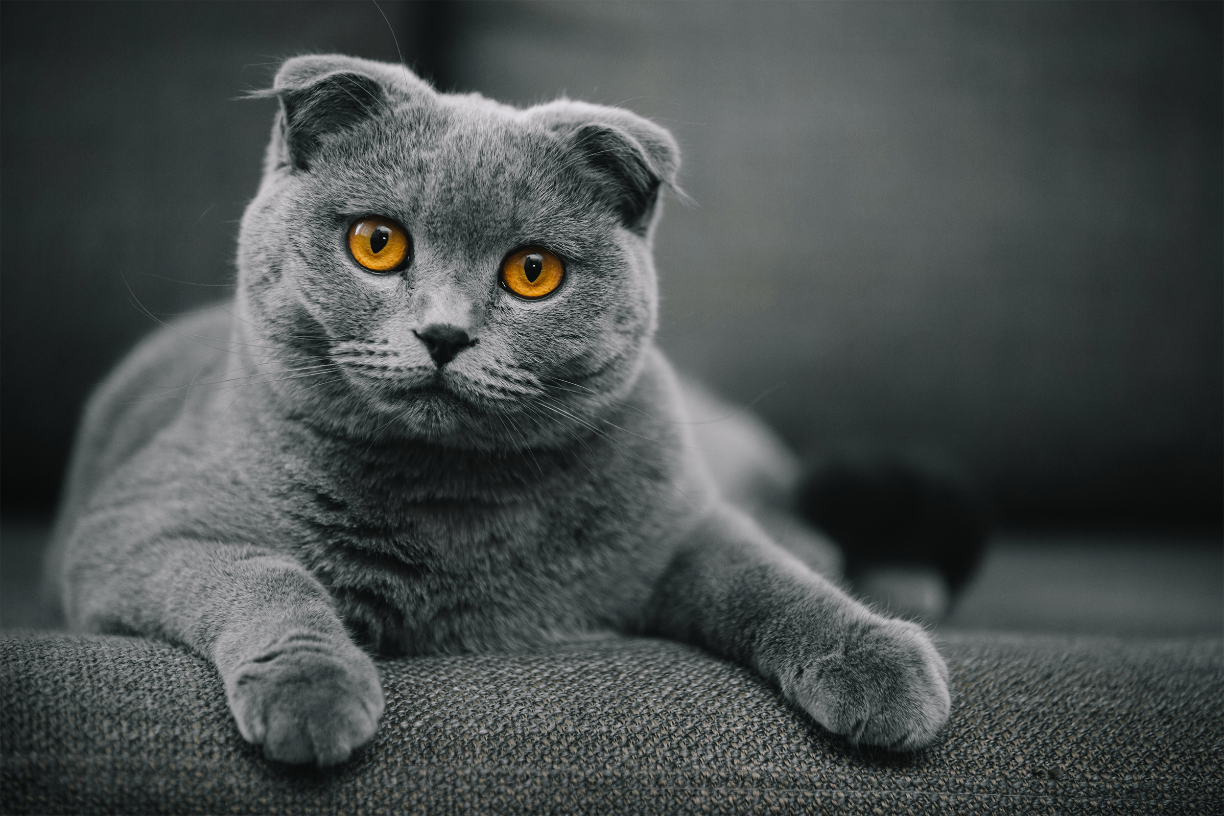 Grey Scottish Fold Cat looking towards the camera, arms on edge of matching grey couch, blurred background of grey