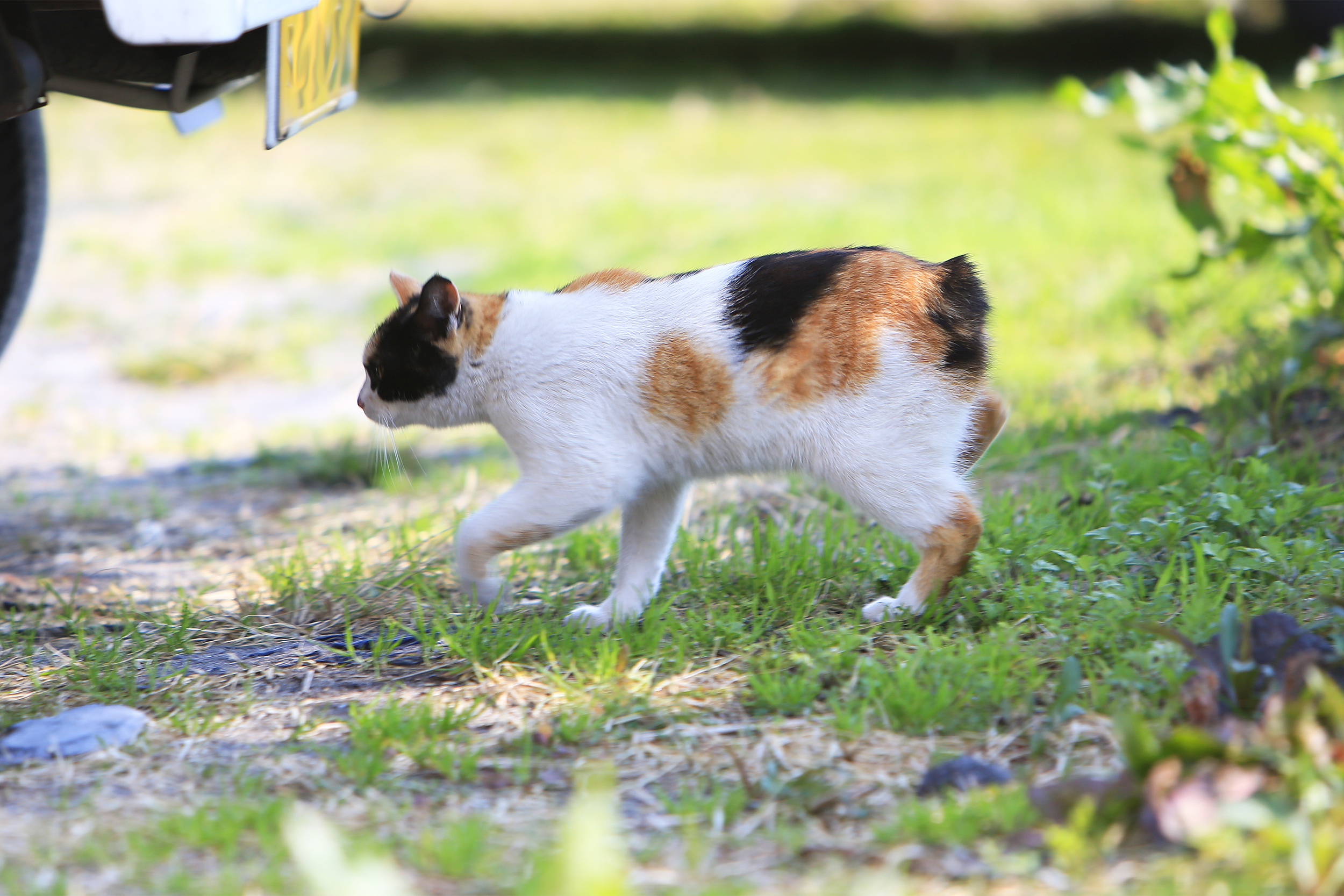 Japanese Bobtail Cat outside on the grass, walking to the left, blurred background