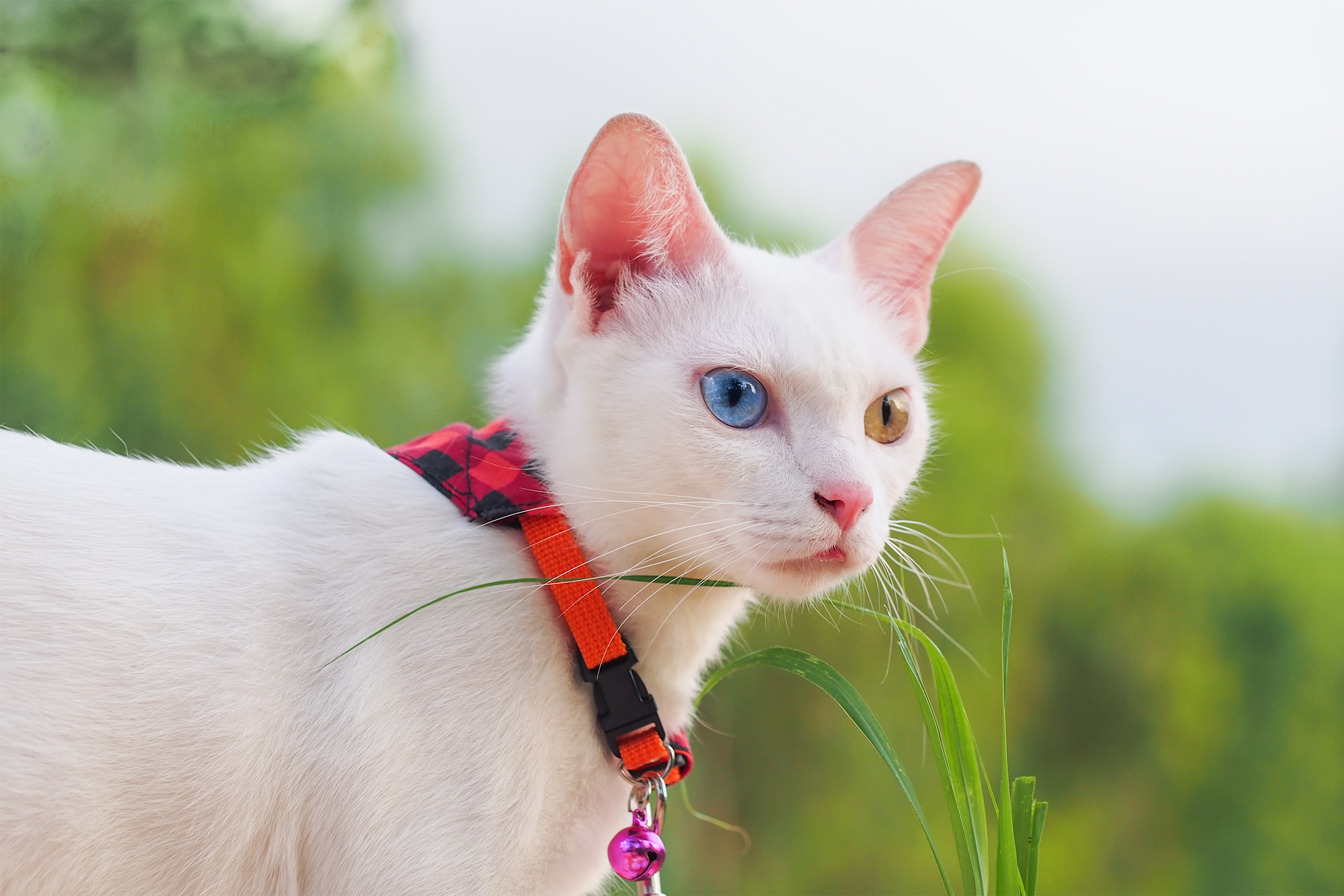 Khao Manee Cat wearing a red collar, a blue and a hazel eye, looking towards right center, selective focus, outside, blurred background of green