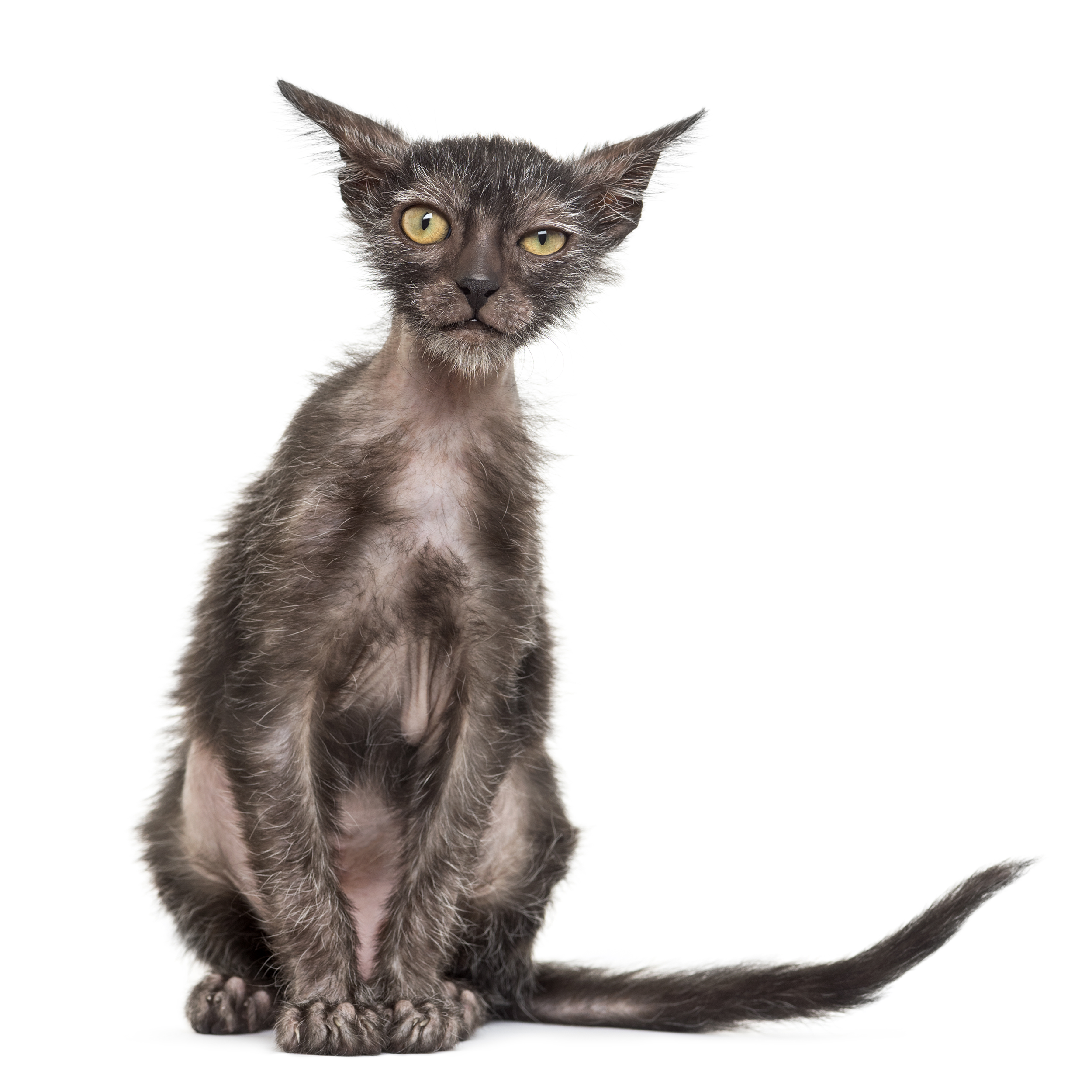 Lykoi Cat sitting looking into the camera, on a white background