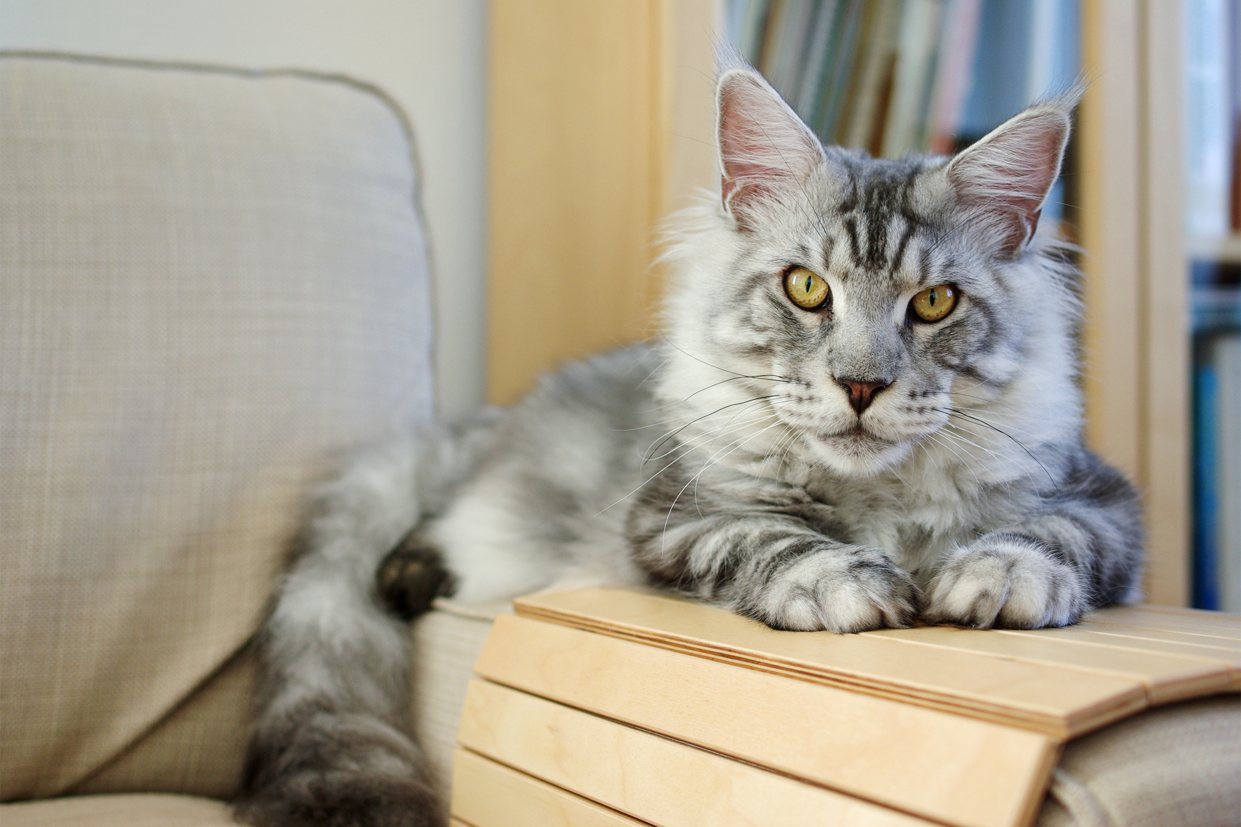 Maine Coon Cat on wooden cover on arm of couch, looking into the camera, blurred background of books and wall