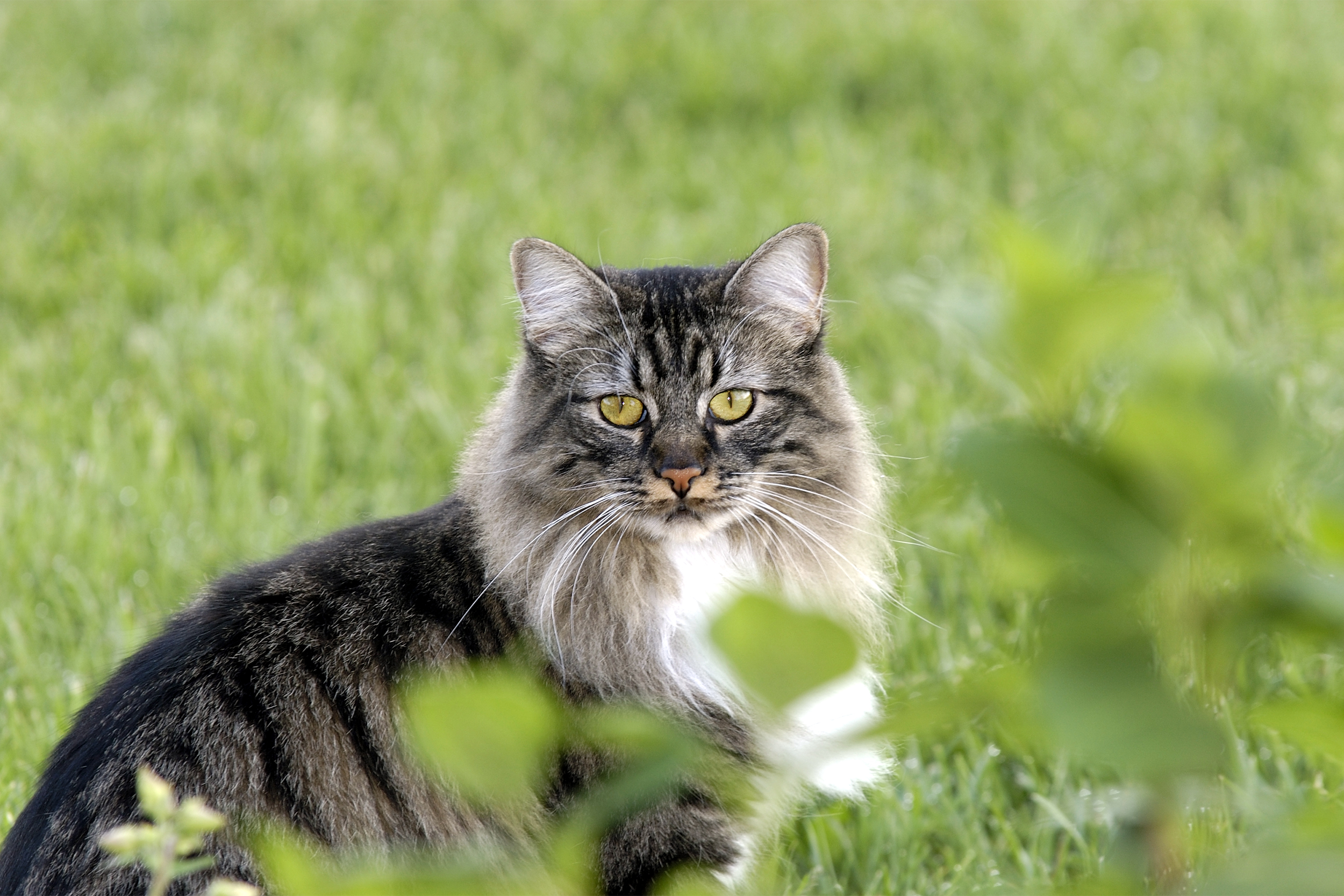 Manx Cat sitting in grass, selective focus, looking into the camera