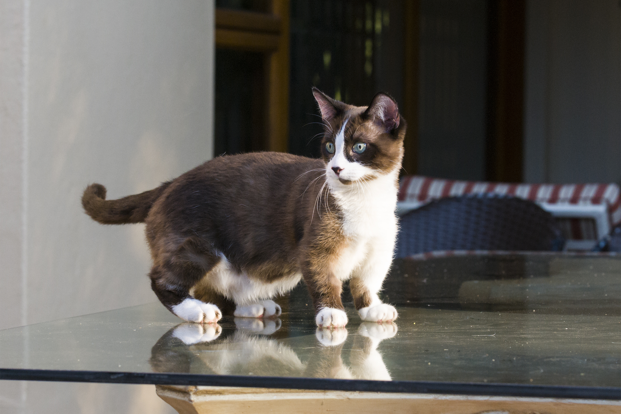 Munchkin Cat looking towards the left on a glass tabletop, white wall on left background, another room on right background