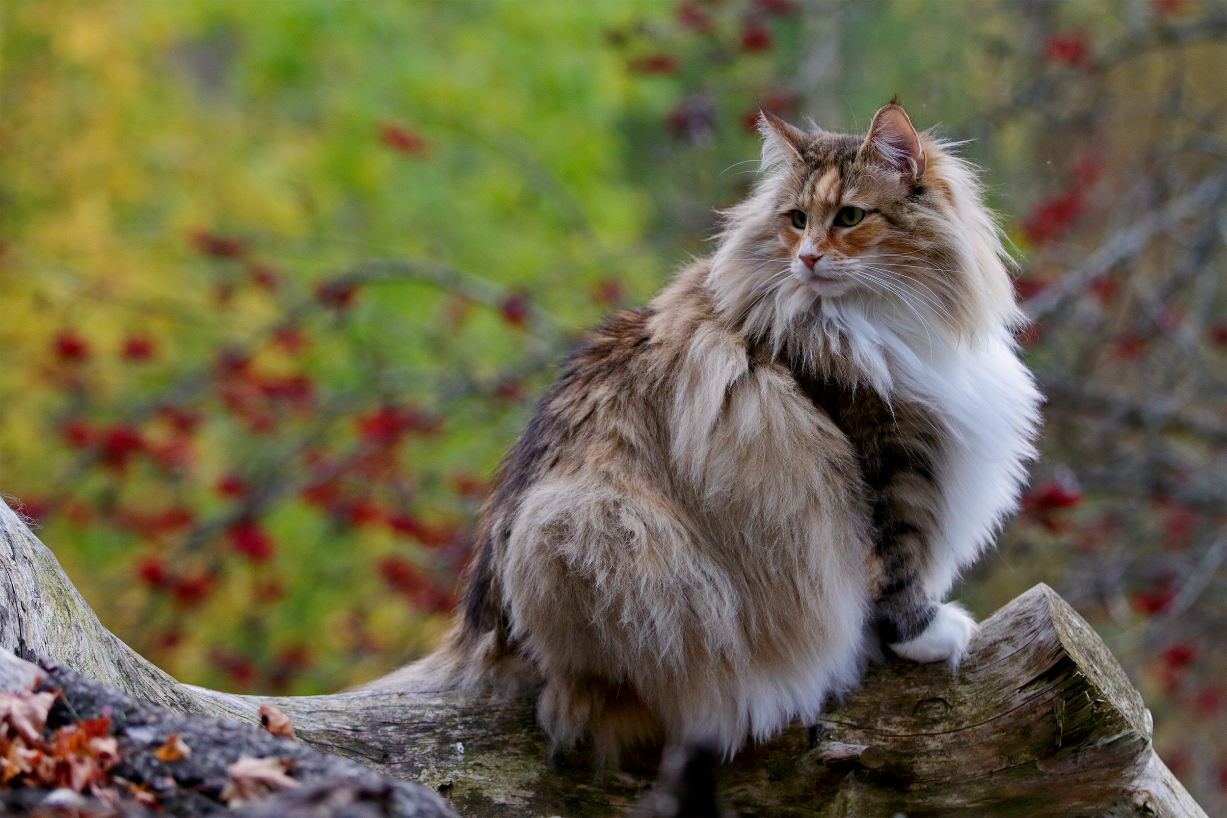 Norwegian Forest Cat on a large tree root, looking towards the left, blurred background of green, yellow, and red leaves