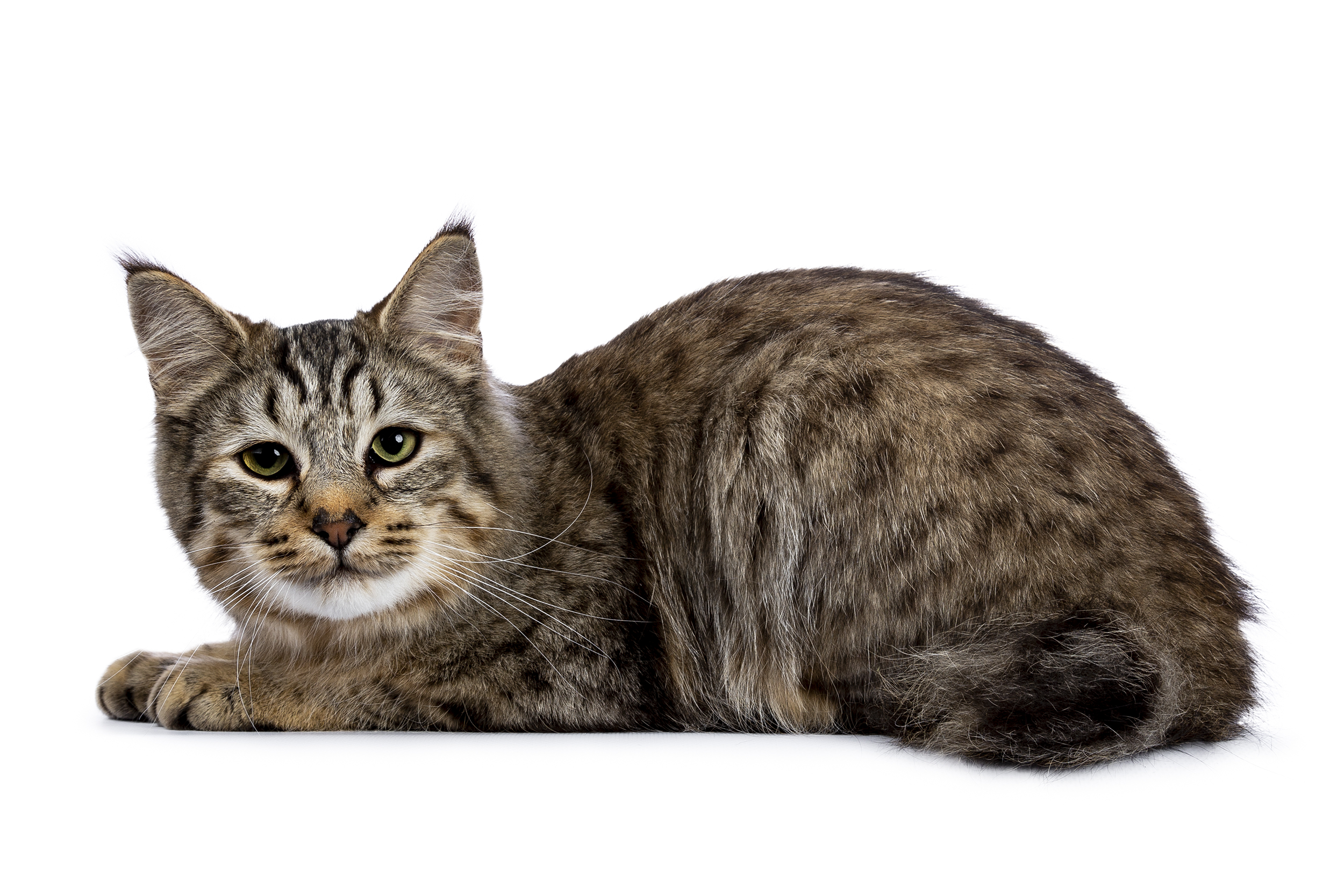 Pixie-Bob Cat laying towards the left, looking into camera, on a white background