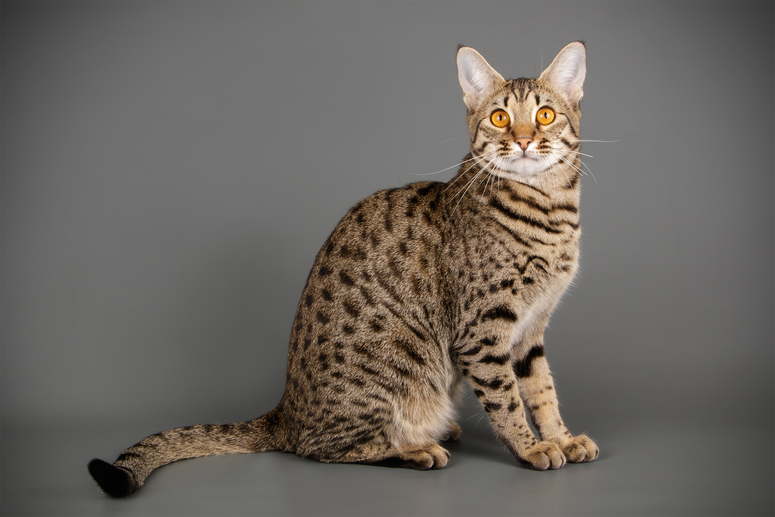 Savannah Cat sitting looking towards left center, on a grey background