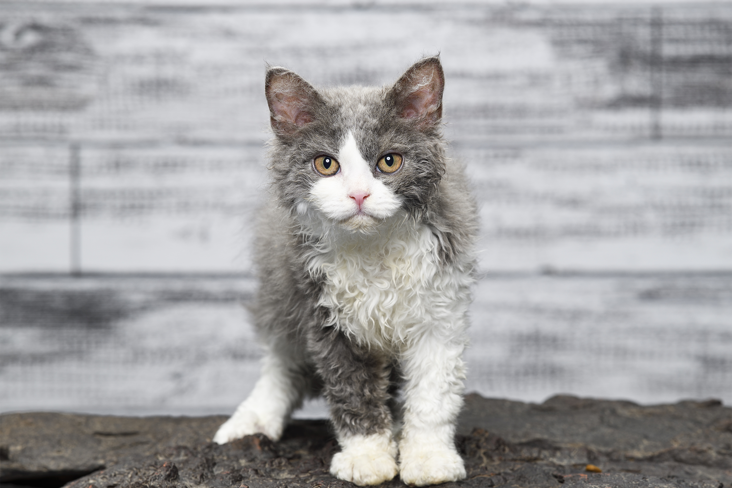 Weird cat breeds - Selkirk Rex Cat, selective focus, on granite, dark grey painted wooden background