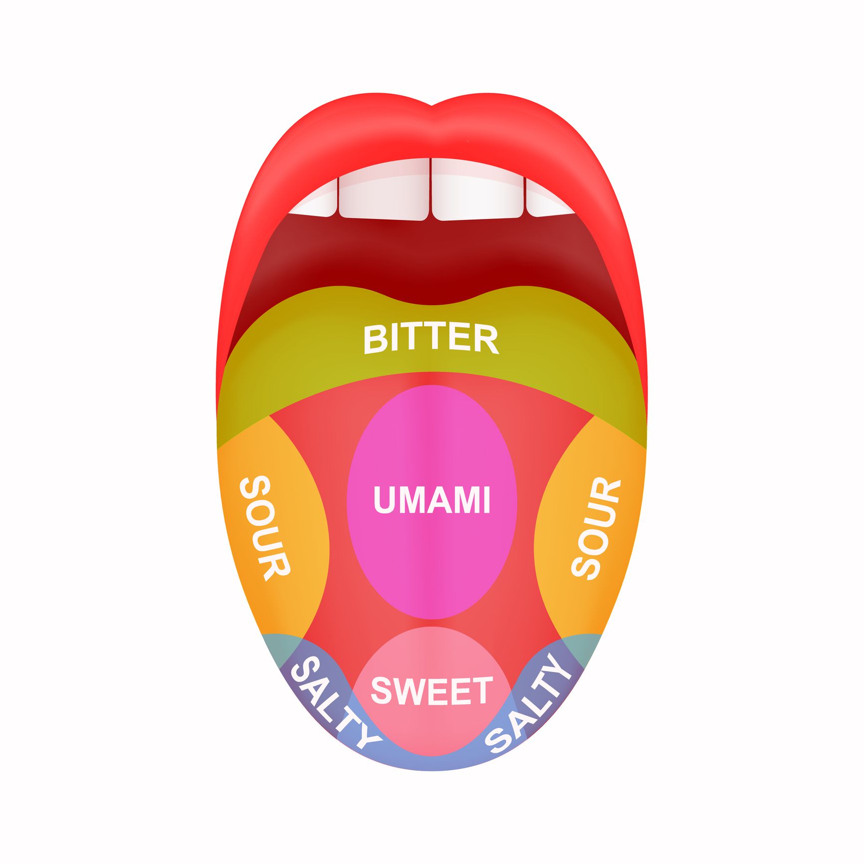 Tongue map marked with bitter, sour, salty, sweet, and umami zones, sticking out tongue with teeth and lips on top, on a white background