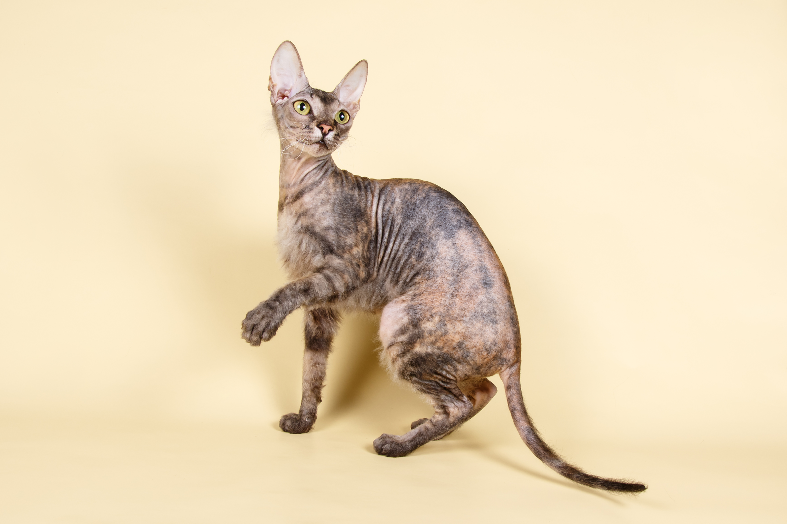 Ukrainian Levkoy Cat looking up towards the right, sitting with left paw up, on a pale yellow background