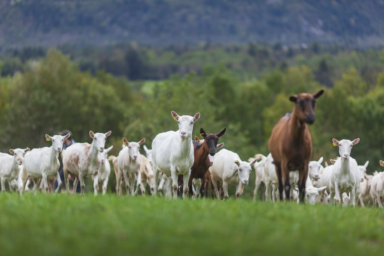 Goats on a Field