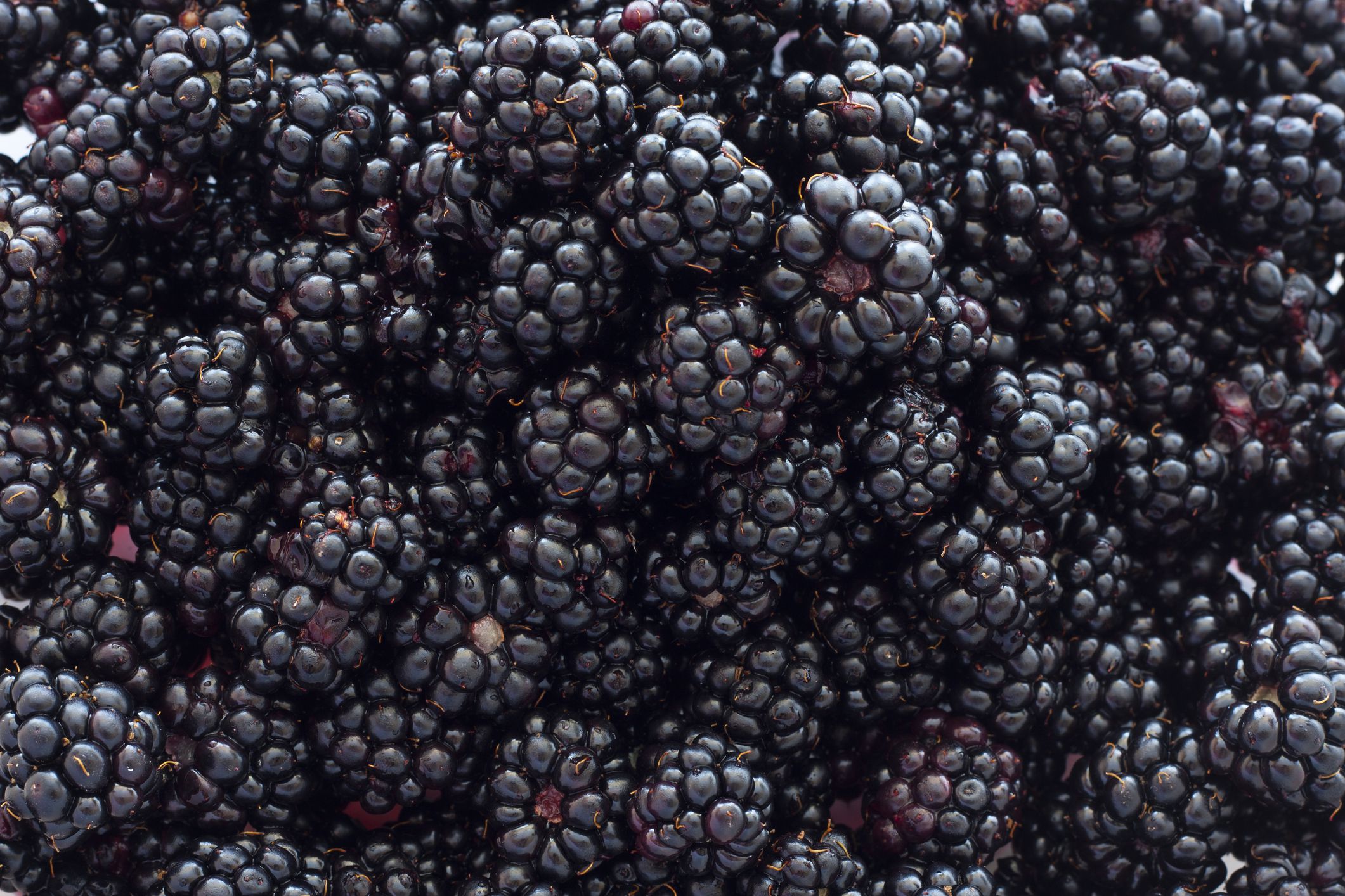 Kentucky: Blackberries