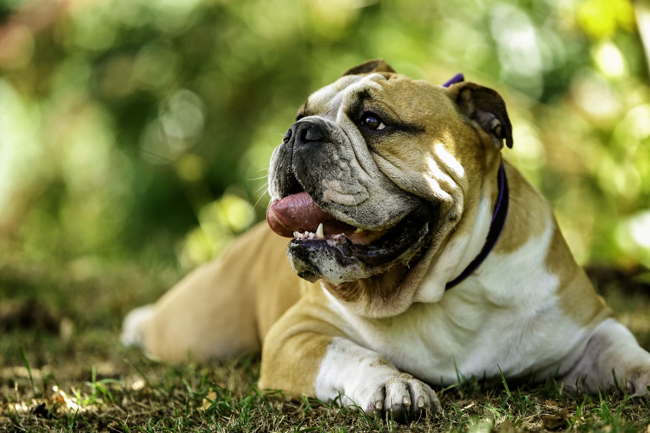 Purebreed Englsh Bulldog lying on grass