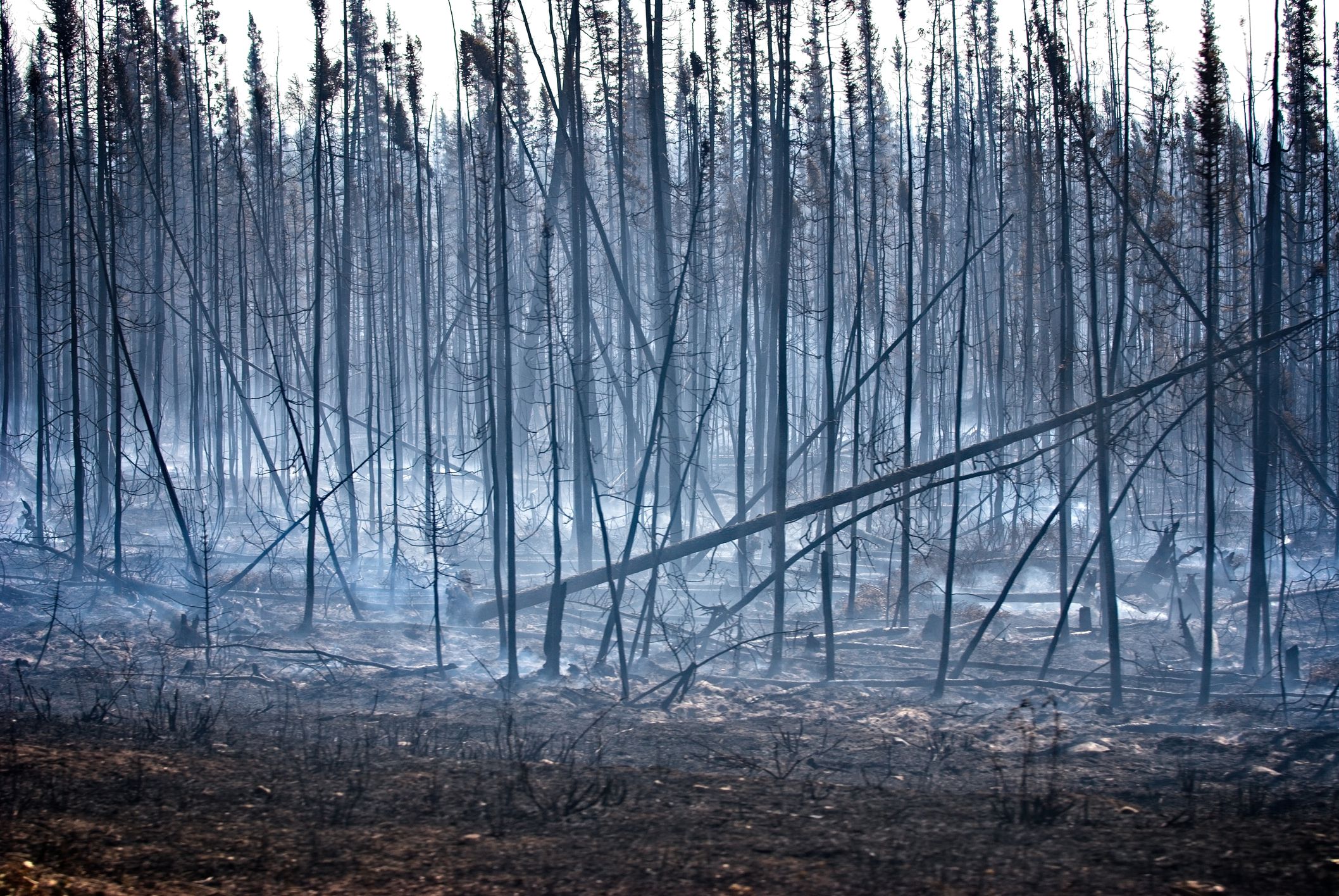 Forest fire damage with smoke still rising. Stark burned trees.