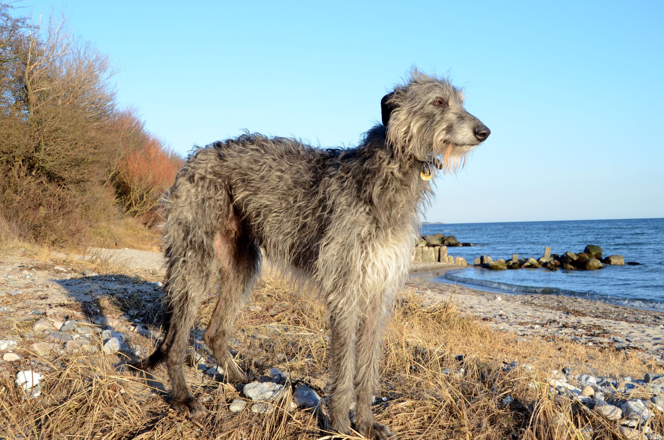 Scottish Deerhound standing in a coastal landscape