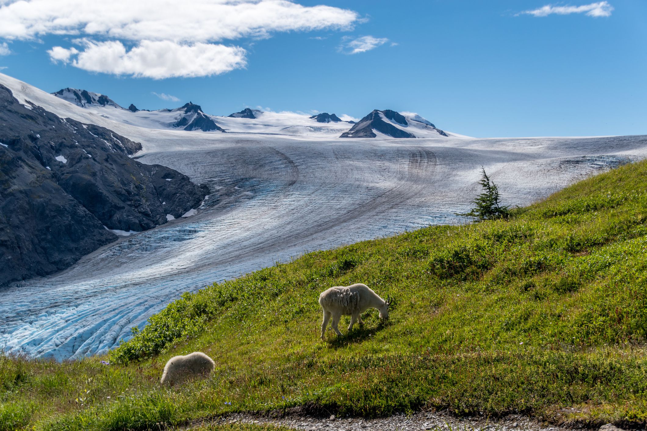 Mountain goats feeding on grass with Exit glacier on the background at Kenai Fjords National Park