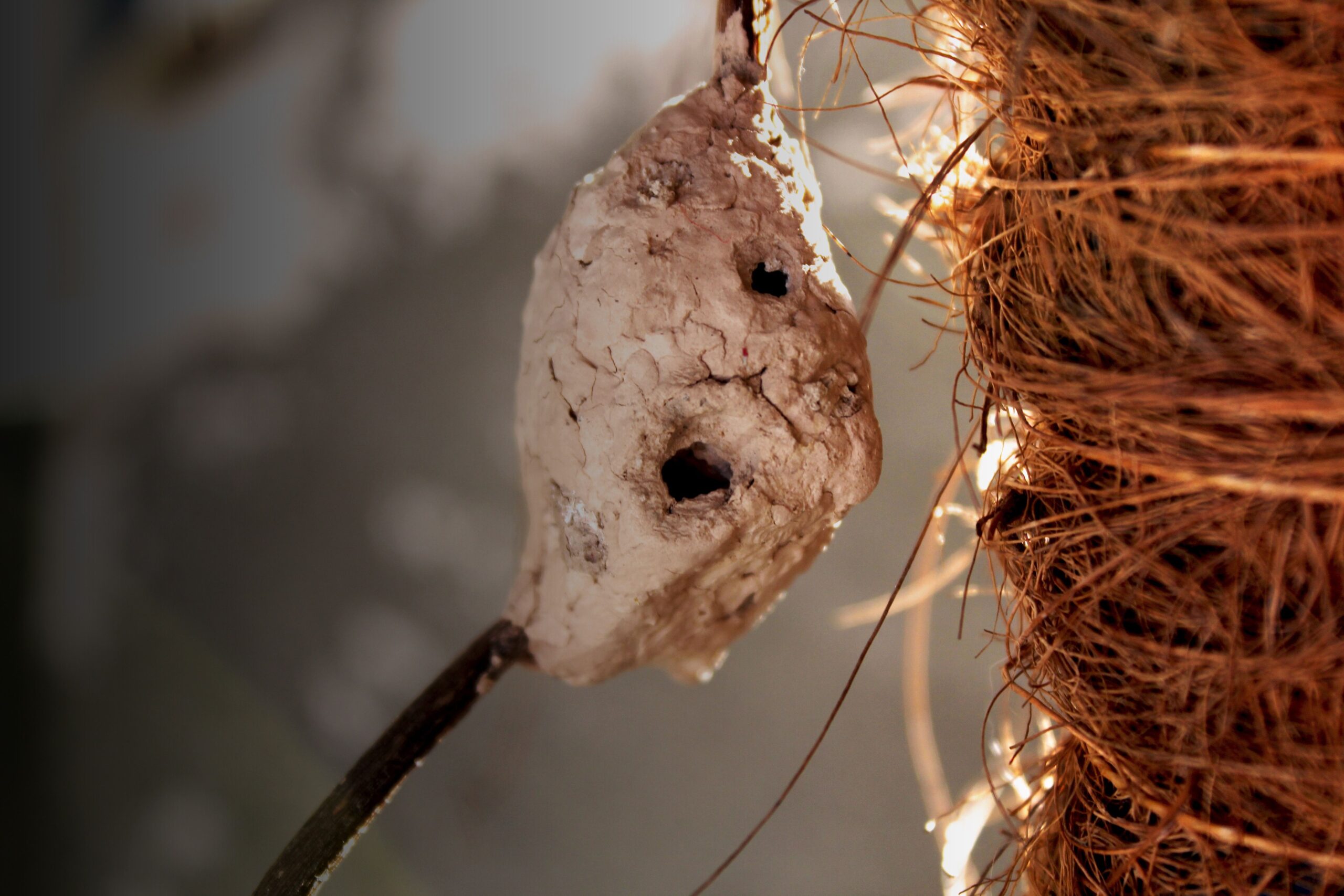 Wasp nest